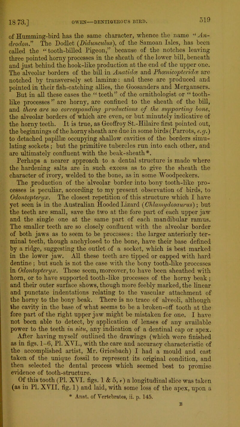 18 73.] of Humming-bird has the same character, whence the name “ An- drodon ” The Dodlet (Dulunculus), of the Samoan Isles, has been called the “tooth-billed Pigeon,” because of the notches leaving three pointed horny processes in the sheath of the lower bill, beneath and just behind the hook-like production at the end of the upper one. The alveolar borders of the bill in Anatidce and Phoenicopteridce are notched by transversely set lamime: and these are produced and pointed in their fish-catching allies, the Goosanders and Mergansers. But in all these cases the “ teeth” of the ornithologist or “ tooth- like processes ” are horny, are confined to the sheath of the bill, and there are no corresponding productions of the supporting hone, the alveolar borders of which are even, or but minutely indicative of the horny teeth. It is true, as Geoffroy St.-Hilaire first pointed out, the beginnings of the horny sheath are due in some birds (Parrots, e.g.) to detached papillae occupying shallow cavities of the borders simu- lating sockets ; but the primitive tubercles run into each other, and are ultimately confluent with the beak-sheath*. Perhaps a nearer approach to a dental structure is made where the hardening salts are in such excess as to give the sheath the character of ivory, welded to the bone, as in some Woodpeckers. The production of the alveolar border into bony tooth-like pro- cesses is peculiar, according to my present observation of birds, to Odontopteryx. The closest repetition of this structure which I have yet seen is in the Australian Hooded Lizard (Ohlamydosaurus); but the teeth are small, save the two at the fore part of each upper jaw and the single one at the same part of each mandibular ramus. The smaller teeth are so closely confluent with the alveolar border of both jaws as to seem to be processes: the larger anteriorly ter- minal teeth, though anchylosed to the bone, have their base defined by a ridge, suggesting the outlet of a socket, which is best marked in the lower jaw. All these teeth are tipped or capped with hard dentine; but such is not the case with the bony tooth-like processes in Odontopteryx. These seem, moreover, to have been sheathed with horn, or to have supported tooth-like processes of the horny beak ; and their outer surface shows, though more feebly marked, the linear and punctate indentations relating to the vascular attachment of the horny to the bony beak. There is no trace of alveoli, although the cavity in the base of what seems to be a broken-off tooth at the fore part of the right upper jaw might be mistaken for one. I have not been able to detect, by application of lenses of any available power to the teeth in situ, any indication of a dentinal cap or apex. After having myself outlined the drawings (which were finished as in figs. 1-6, PI. XVI., with the care and accuracy characteristic of the accomplished artist, Mr. Griesbach) I had a mould and cast taken of the unique fossil to represent its original condition, and then selected the dental process which seemed best to promise evidence of tooth-structure. Of this tooth (PI. XVI. figs. 1 & 5, e) a longitudinal slice was taken (as in PI. XVII. fig. 1) and laid, with some loss of the apex, upon a * Anat. of Vertebrates, ii. p. 145. B