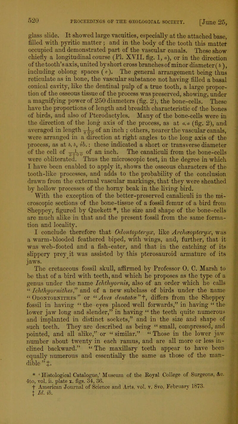 glass slide. It showed large vacuities, especially at the attached base, filled with pyritic matter; and in the body of the tooth this matter occupied and demonstrated part of the vascular canals. These show chiefly a longitudinal course (PI. XVII. fig. 1, a), or in the direction of the tooth’s axis, united by short cross branches of minor diameter (6), including oblong spaces (c). The general arrangement being thus reticulate as in bone, the vascular substance not having filled a basal conical cavity, like the dentinal pulp of a true tooth, a large propor- tion of the osseous tissue of the process was preserved, showing, under a magnifying power of 250 diameters (fig. 2), the bone-cells. These have the proportions of length and breadth characteristic of the bones of birds, and also of Pterodactyles. Many of the bone-cells were in the direction of the long axis of the process, as at a, a (fig. 2), and averaged in length —t-0- of an inch ; others, nearer the vascular canals, were arranged in a direction at right angles to the long axis of the process, as at ft, ft, ib.: these indicated a short or transverse diameter of the cell of of an inch. The canaliculi from the bone-cells were obliterated. Thus the microscopic test, in the degree in which I have been enabled to apply it, shows the osseous characters of the tooth-like processes, and adds to the probability of the conclusion drawn from the external vascular markings, that they were sheathed by hollow processes of the horny beak in the living bird. With the exception of the better-preserved canaliculi in the mi- croscopic sections of the bone-tissue of a fossil femur of a bird from Sheppey, figured by Quekett *, the size and shape of the bone-cells are much alike in that and the present fossil from the same forma- tion and locality. I conclude therefore that Odontopterycc, like Archaeopteryx, was a warm-blooded feathered biped, with wings, and, further, that it was web-footed and a fish-eater, and that in the catching of its slippery prey it was assisted by this pterosauroid armature of its jaws. The cretaceous fossil skull, affirmed by Professor 0. C. Marsh to be that of a bird with teeth, and which he proposes as the type of a genus under the name Ichthyomis, also of an order which he calls “ Ichthyomithes,” and of a new subclass of birds under the name “ Odontornithes ” or “ Aves dentatce ” +, differs from the Sheppey fossil in having “ the ■ eyes placed well forwards,” in having “ the lower jaw long and slender,” in having “ the teeth quite numerous and implanted in distinct sockets,” and in the size and shape of such teeth. They are described as being “ small, compressed, and pointed, and all alike,” or “ similar.” “ Those in the lower jaw number about twenty in each ramus, and are all more or less in- clined backward.” “ The maxillary teeth appear to have been equally numerous and essentially the same as those of the man- dible ”J. * ‘ Histological Catalogue,’ Museum of tbe Royal College of Surgeons, Ac. 4to, vol. ii. plate x. figs. 34, 3G. f American Journal of Science and Arts. vol. v. Svo, February 1873. + Id. ib.