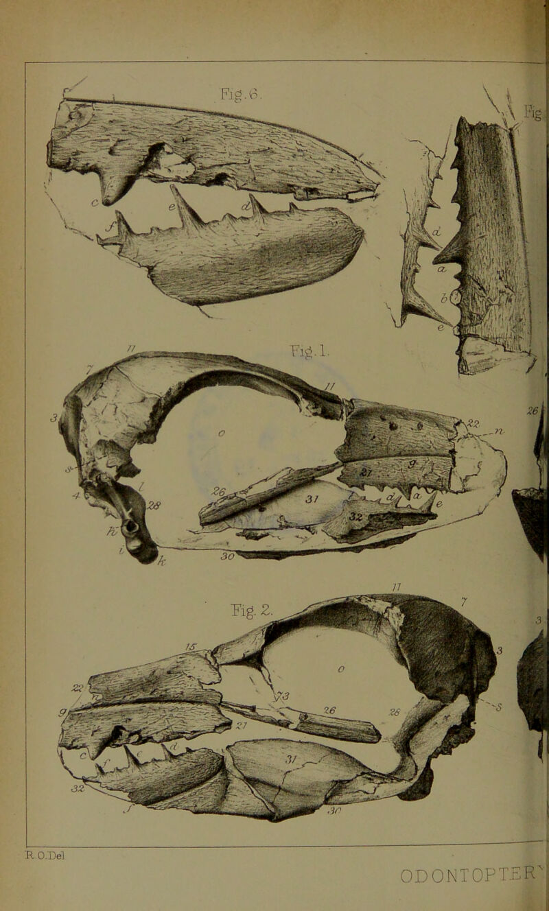 R O.'Del ODONTOPTER Fig1.6. Fig-1-