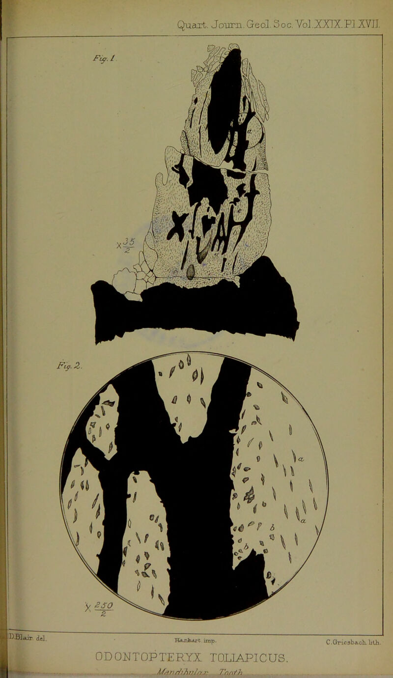 Quart. Journ. Geol. Soc. Vol.XXIXPIXVJI ItKair del. .... HaJlluu't lmP- C-Orric3ba.cl1.ljth. ODONTOPTERYX TOLIAPICUS. A/rinr/ihn/ai: 7'nnih