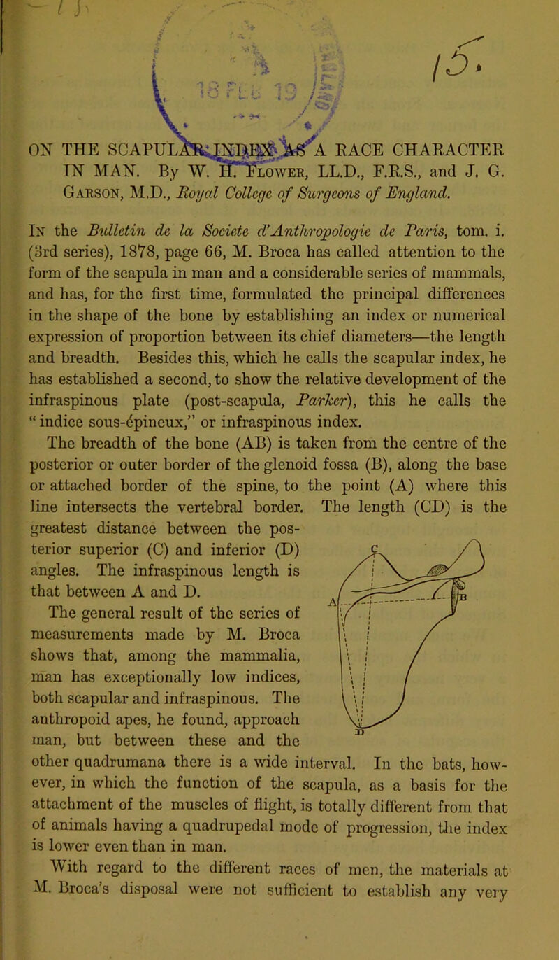 RACE character IN MAN. By W. iTTlower, LL.D., F.R.S., and J. G. Garson, M.D., Royal College of Surgeons of England. In the Bidletin de la Societe d’Anthropologic de Paris, tom. i. (3rd series), 1878, page 66, M. Broca has called attention to the form of the scapula in man and a considerable series of mammals, and has, for the first time, formulated the principal differences in the shape of the bone by establishing an index or numerical expression of proportion between its chief diameters—the length and breadth. Besides this, which he calls the scapular index, he has established a second, to show the relative development of the infraspinous plate (post-scapula, Parker), this he calls the “ indice sous-4pineux,” or infraspinous index. The breadth of the bone (AB) is taken from the centre of the posterior or outer border of the glenoid fossa (B), along the base or attached border of the spine, to the point (A) where this line intersects the vertebral border. The length (CD) is the greatest distance between the pos- terior superior (C) and inferior (D) angles. The infraspinous length is that between A and D. The general result of the series of measurements made by M. Broca shows that, among the mammalia, man has exceptionally low indices, both scapular and infraspinous. The anthropoid apes, he found, approach man, but between these and the other quadrumana there is a wide interval. In the bats, how- ever, in which the function of the scapula, as a basis for the attachment of the muscles of flight, is totally different from that of animals having a quadrupedal mode of progression, the index is lower even than in man. With regard to the different races of men, the materials at