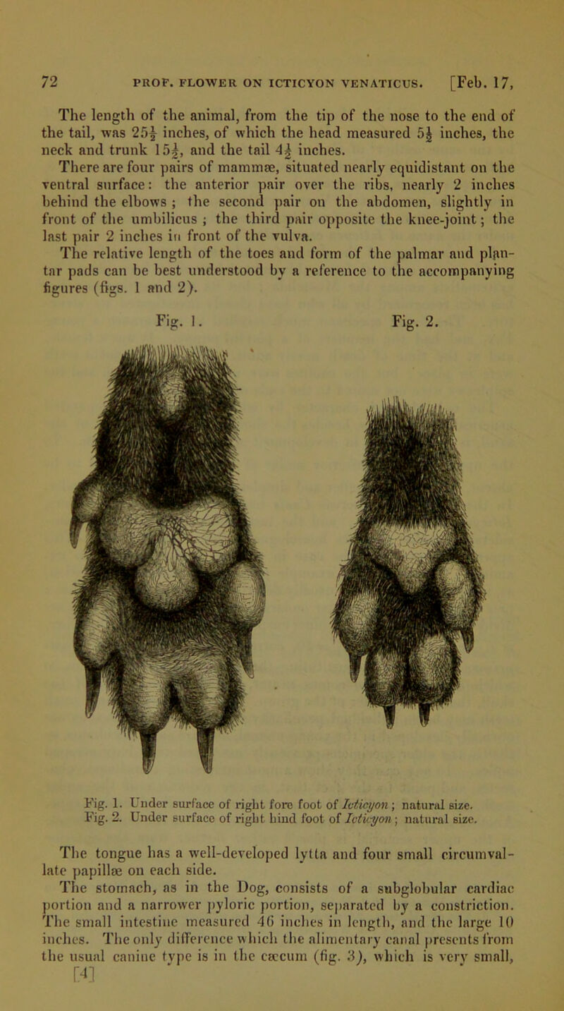 The length of the animal, from the tip of the nose to the end of the tail, was 25£ inches, of which the head measured 5J inches, the neck and trunk 15|, and the tail inches. There are four pairs of mammae, situated nearly equidistant on the ventral surface: the anterior pair over the ribs, nearly 2 inches behind the elbows ; the second pair on the abdomen, slightly in front of the umbilicus ; the third pair opposite the knee-joint; the last pair 2 inches in front of the vulva. The relative length of the toes and form of the palmar and plan- tar pads can be best understood by a reference to the accompanying figures (figs. 1 and 2). Fig. I. Fig. 2. Fig. 1. Under surface of right fore foot of Icticyon ; natural size. Fig. 2. Under surface of right hind foot of Icticyon ; natural size. The tongue has a well-developed lytta and four small circumval- late papillae on each side. The stomach, as in the Dog, consists of a subglobular cardiac portion and a narrower pyloric portion, separated by a constriction. The small intestine measured 46 inches in length, and the large 10 inches. The only difference which the alimentary canal presents from the usual canine tvpe is in the caecum (fig. ff), which is very small, w