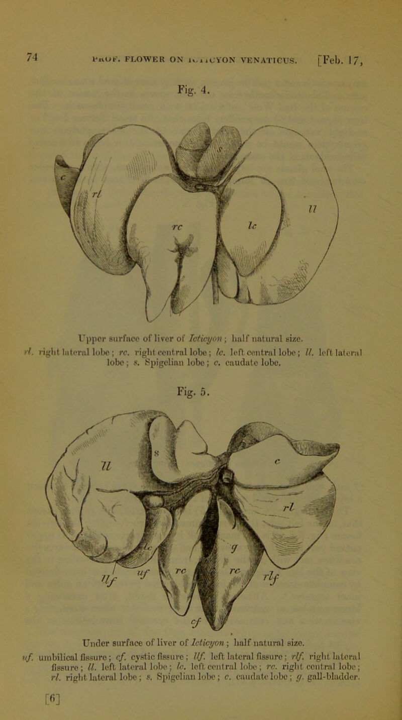 Fig. 4. Upper surface of liver of Icticyon ; half natural size. rl. right lateral lobe ; rc. right central lobe; lc. left central lobe; ll. left lateral lobe ; s. Spigelian lobe; c. caudate lobe. Fig. 5. Under surface of liver of Icticyon; half natural size. vf umbilical fissure; cf cystic fissure; Ilf left lateral fissure; r/f. right lateral fissure; ll. left lateral lobe; lc. left central lobe; rc. right central lobe; rl. right lateral lobe; s. Spigelian lobe; c. caudate lobe; y. gall-bladder.