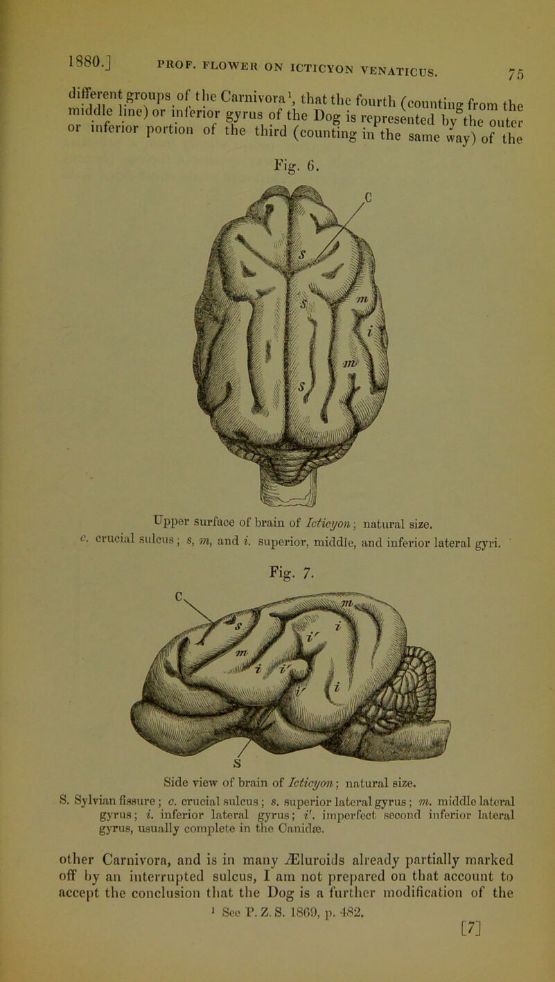 1580.J 75 ST -8TpS.°f. t,.le Carniv°ra*, that the fourth (counting from the middle line) or inlenor gyrus of the Dog is represented by the outer i inferior portion of the third (counting in the same way) of the Upper surface ot brain of Icticyon; natural size, crucial sulcus; s, m, and i. superior, middle, and inferior lateral gyri. Fig- 7. Side view of brain of Icticyon; natural size. S. Sylvian fissure ; c. crucial sulcus ; s. superior lateral gyrus; m. middlo lateral gyrus; i. inferior lateral gyrus; i'. imperfect second inferior lateral gyrus, usually complete in the Canidse. other Carnivora, and is in many iEluroids already partially marked off by an interrupted sulcus, I am not prepared on that account to accept the conclusion that the Dog is a further modification of the > See P. Z. S. 1800, p. 482. [7]