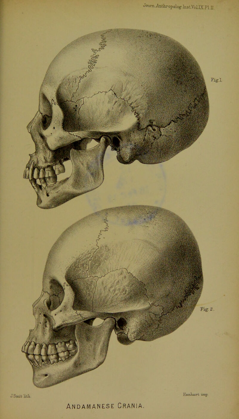Andamanese Crania. Fig.l Ha-nka.rt imp J.Smit Htk -T^v