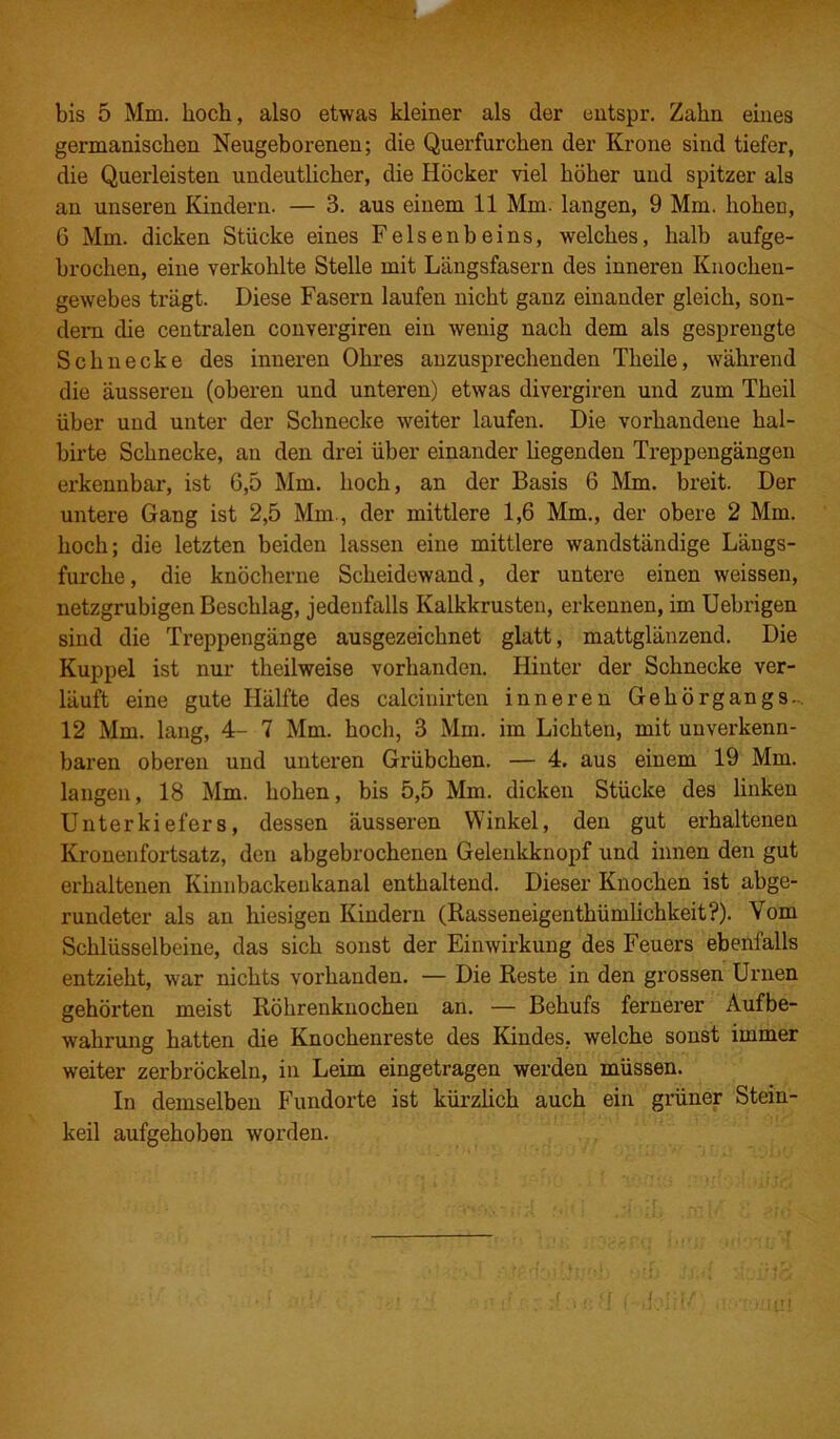 bis 5 Mm. hoch, also etwas kleiner als der entspr. Zahn eines germanischen Neugeborenen; die Querfurchen der Krone sind tiefer, die Querleisten undeutlicher, die Höcker viel höher und spitzer als an unseren Kindern. — 3. aus einem 11 Mm. langen, 9 Mm. hohen, G Mm. dicken Stücke eines Felsenbeins, welches, halb aufge- brochen, eine verkohlte Stelle mit Längsfasern des inneren Knochen- gewebes trägt. Diese Fasern laufen nicht ganz einander gleich, son- dern die centralen convergiren ein wenig nach dem als gesprengte Schnecke des inneren Ohres anzusprechenden Theile, während die äusseren (oberen und unteren) etwas divergiren und zum Theil über und unter der Schnecke weiter laufen. Die vorhandene hal- birte Schnecke, an den drei über einander hegenden Treppengängen erkennbar, ist 6,5 Mm. hoch, an der Basis 6 Mm. breit. Der untere Gang ist 2,5 Mm., der mittlere 1,6 Mm., der obere 2 Mm. hoch; die letzten beiden lassen eine mittlere wandständige Längs- furche, die knöcherne Scheidewand, der untere einen weissen, netzgrubigen Beschlag, jedenfalls Kalkkrusten, erkennen, im Uebrigen sind die Treppengänge ausgezeichnet glatt, mattglänzend. Die Kuppel ist nur theilweise vorhanden. Hinter der Schnecke ver- läuft eine gute Hälfte des calcinirten inneren Gehörgangs. 12 Mm. lang, 4- 7 Mm. hoch, 3 Mm. im Lichten, mit unverkenn- baren oberen und unteren Grübchen. — 4. aus einem 19 Mm. langen, 18 Mm. hohen, bis 5,5 Mm. dicken Stücke des linken Unterkiefers, dessen äusseren Winkel, den gut erhaltenen Kronenfortsatz, den abgebrochenen Geleukknopf und innen den gut erhaltenen Kinnbackenkanal enthaltend. Dieser Knochen ist abge- rundeter als an hiesigen Kindern (Rasseneigenthümlichkeit?). Vom Schlüsselbeine, das sich sonst der Einwirkung des Feuers ebenfalls entzieht, war nichts vorhanden. — Die Reste in den grossen Urnen gehörten meist Röhrenknochen an. — Behufs fernerer Aufbe- wahrung hatten die Knochenreste des Kindes, welche sonst immer weiter zerbröckeln, in Leim eingetragen werden müssen. In demselben Fundorte ist kürzlich auch ein grüner Stein- keil aufgehoben worden. j (U