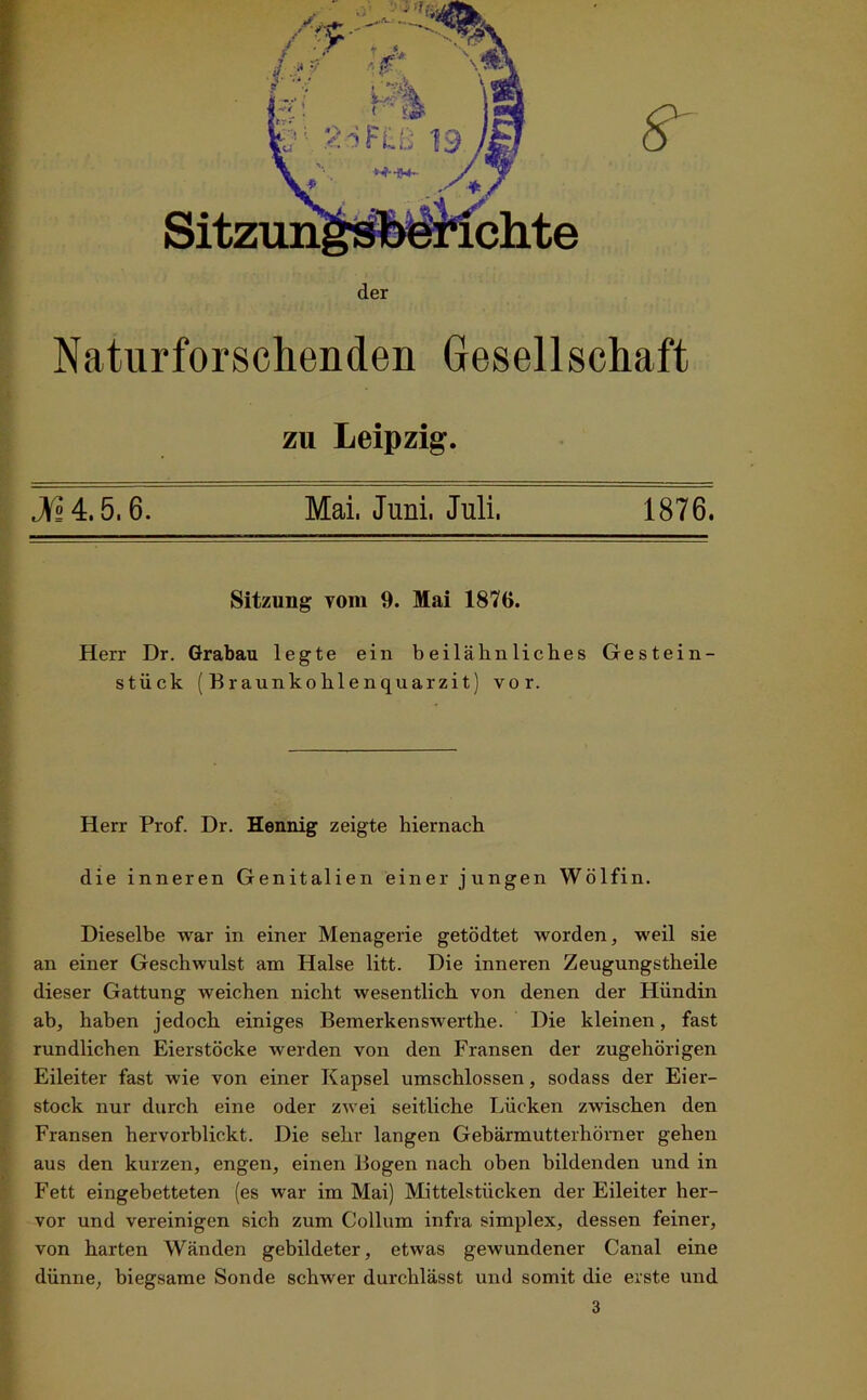 der Naturforschenden Gesellschaft zu Leipzig. Jß 4,5,6. Mai, Juni. Juli, 1876. Sitzung vom 9. Mai 1876. Herr Dr. Grabau legte ein beilähnliches Gestein- stück (Braunkohlenquarzit) vor. Herr Prof. Dr. Hennig zeigte hiernach die inneren Genitalien einer jungen Wölfin. Dieselbe war in einer Menagerie getödtet worden, weil sie an einer Geschwulst am Halse litt. Die inneren Zeugungstheile dieser Gattung weichen nicht wesentlich von denen der Hündin ab, haben jedoch einiges Bemerkenswerthe. Die kleinen, fast rundlichen Eierstöcke werden von den Fransen der zugehörigen Eileiter fast wie von einer Kapsel umschlossen, sodass der Eier- stock nur durch eine oder zwei seitliche Lücken zwischen den Fransen hervorblickt. Die sehr langen Gebärmutterhörner gehen aus den kurzen, engen, einen Bogen nach oben bildenden und in Fett eingebetteten (es war im Mai) Mittelstücken der Eileiter her- vor und vereinigen sich zum Collum infra simplex, dessen feiner, von harten Wänden gebildeter, etwas gewundener Canal eine dünne, biegsame Sonde schwer durchlässt und somit die erste und 3