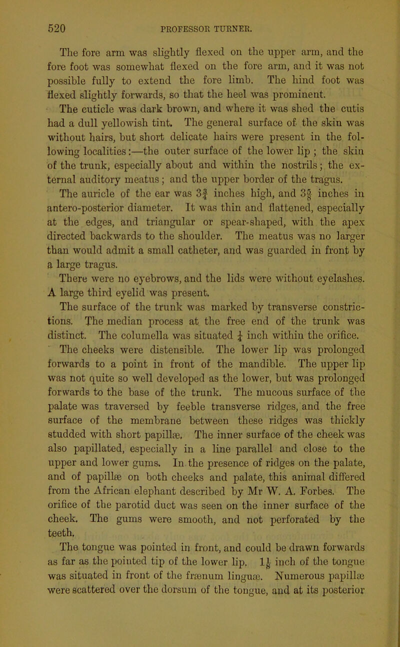 The fore arm was slightly flexed on the upper arm, and the fore foot was somewhat flexed on the fore arm, and it was not possible fully to extend the fore limb. The hind foot was flexed slightly forwards, so that the heel was prominent. The cuticle was dark brown, and where it was shed the cutis had a dull yellowish tint. The general surface of the skin was without hairs, but short delicate hairs were present in the fol- lowing localities:—the outer surface of the lower lip ; the skin of the trunk, especially about and within the nostrils; the ex- ternal auditory meatus ; and the upper border of the tragus. The auricle of the ear was 3f inches high, and 3| inches in antero-posterior diameter. It was thin and flattened, especially at the edges, and triangular or spear-shaped, with the apex directed backwards to the shoulder. The meatus was no larger than would admit a small catheter, and was guarded in front by a large tragus. There were no eyebrows, and the lids were without eyelashes. A large third eyelid was present. The surface of the trunk was marked by transverse constric- tions. The median process at the free end of the trunk was distinct. The columella was situated \ inch within the orifice. The cheeks were distensible. The lower lip was prolonged forwards to a point in front of the mandible. The upper lip was not quite so well developed as the lower, but was prolonged forwards to the base of the trunk. The mucous surface of the palate was traversed by feeble transverse ridges, and the free surface of the membrane between these ridges was thickly studded with short papillae. The inner surface of the cheek was also papillated, especially in a line parallel and close to the upper and lower gums. In the presence of ridges on the palate, and of papillae ou both cheeks and palate, this animal differed from the African elephant described by Mr W. A. Forbes. The orifice of the parotid duct was seen on the inner surface of the cheek. The gums were smooth, and not perforated by the teeth. The tongue was pointed in front, and could be drawn forwards as far as the pointed tip of the lower lip. 1 > inch of the tongue was situated in front of the framum linguae. Numerous papillae were scattered over the dorsum of the tongue, and at its posterior