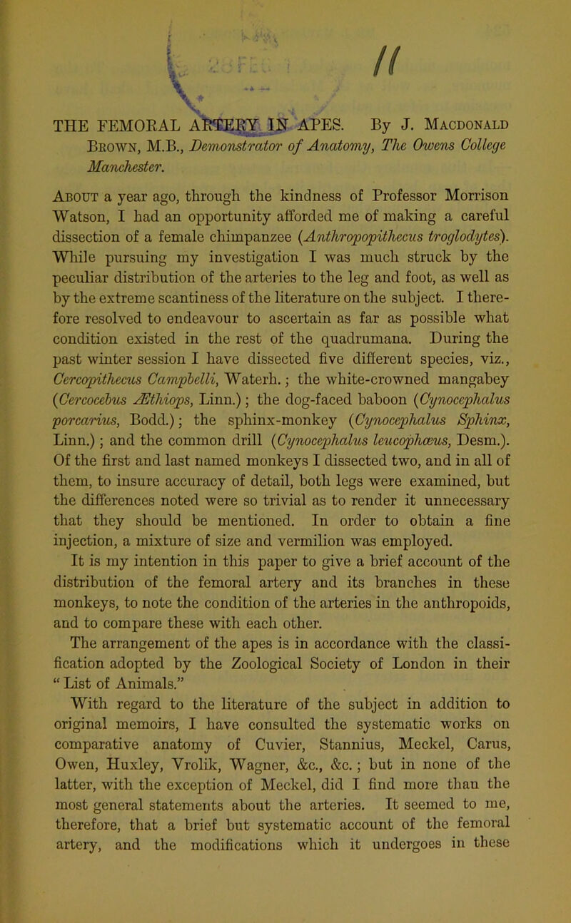 // THE FEMORAL ARTERY IN APES. By J. Macdonald Brown, M.B., Demonstrator of Anatomy, The Owens College Manchester. About a year ago, through the kindness of Professor Morrison Watson, I had an opportunity afforded me of making a careful dissection of a female chimpanzee (Anthropopithecus troglodytes). While pursuing my investigation I was much struck by the peculiar distribution of the arteries to the leg and foot, as well as by the extreme scantiness of the literature on the subject. I there- fore resolved to endeavour to ascertain as far as possible what condition existed in the rest of the quadrumana. During the past winter session I have dissected five different species, viz., Cercopitliccus Campbelli, Waterh.; the white-crowned mangabey (Cercocebus AEthiops, Linn.); the dog-faced baboon (Cynoccphalus porcarius, Bodd.); the sphinx-monkey (Cynoccphalus Sphinx, Linn.); and the common drill (Cynoceplialus leucophoeus, Desm.). Of the first and last named monkeys I dissected two, and in all of them, to insure accuracy of detail, both legs were examined, but the differences noted were so trivial as to render it unnecessary that they should be mentioned. In order to obtain a fine injection, a mixture of size and vermilion was employed. It is my intention in this paper to give a brief account of the distribution of the femoral artery and its branches in these monkeys, to note the condition of the arteries in the anthropoids, and to compare these with each other. The arrangement of the apes is in accordance with the classi- fication adopted by the Zoological Society of London in their “ List of Animals.” With regard to the literature of the subject in addition to original memoirs, I have consulted the systematic works on comparative anatomy of Cuvier, Stannius, Meckel, Carus, Owen, Huxley, Yrolik, Wagner, &c., &c.; but in none of the latter, with the exception of Meckel, did I find more than the most general statements about the arteries. It seemed to me, therefore, that a brief but systematic account of the femoral artery, and the modifications which it undergoes in these