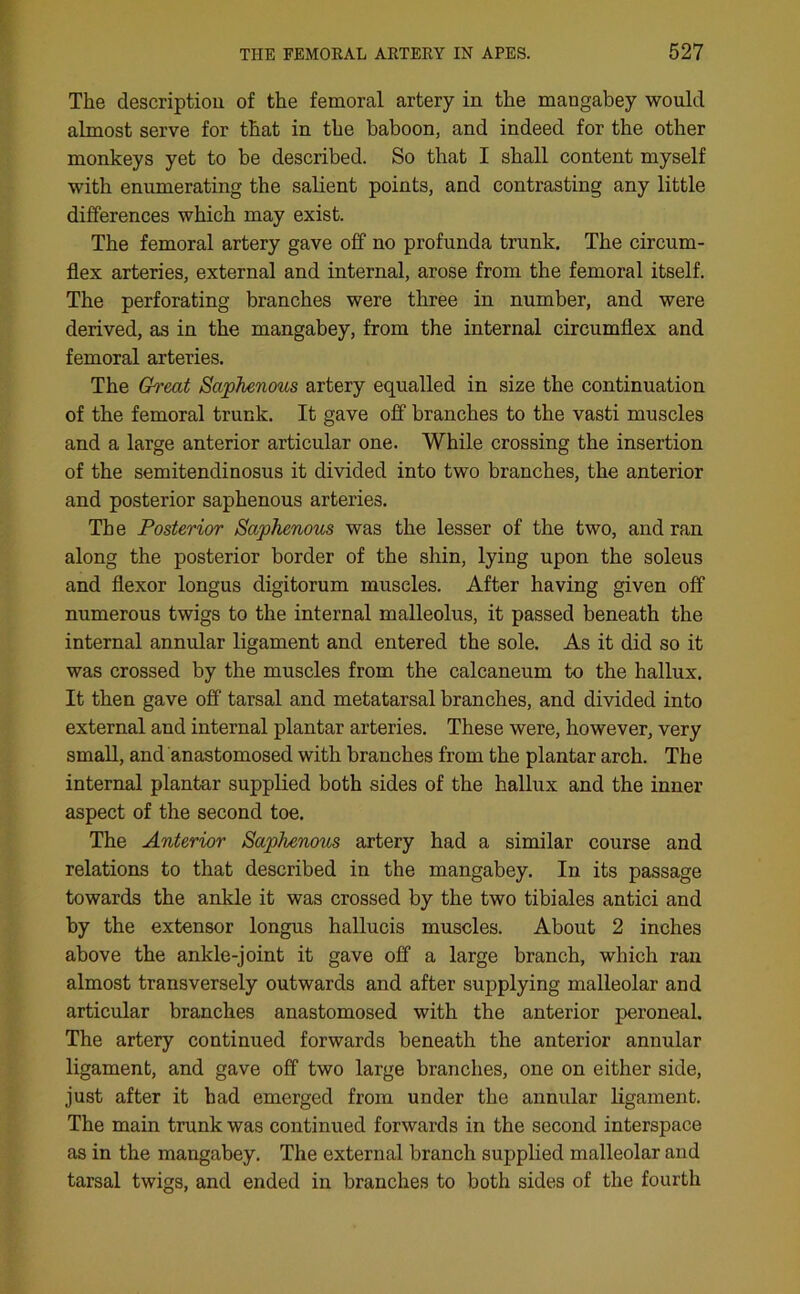 The description of the femoral artery in the mangabey would almost serve for that in the baboon, and indeed for the other monkeys yet to be described. So that I shall content myself with enumerating the salient points, and contrasting any little differences which may exist. The femoral artery gave off no profunda trunk. The circum- flex arteries, external and internal, arose from the femoral itself. The perforating branches were three in number, and were derived, as in the mangabey, from the internal circumflex and femoral arteries. The Great Saphenous artery equalled in size the continuation of the femoral trunk. It gave off branches to the vasti muscles and a large anterior articular one. While crossing the insertion of the semitendinosus it divided into two branches, the anterior and posterior saphenous arteries. The Posterior Saphenous was the lesser of the two, and ran along the posterior border of the shin, lying upon the soleus and flexor longus digitorum muscles. After having given off numerous twigs to the internal malleolus, it passed beneath the internal annular ligament and entered the sole. As it did so it was crossed by the muscles from the calcaneum to the hallux. It then gave off tarsal and metatarsal branches, and divided into external and internal plantar arteries. These were, however, very small, and anastomosed with branches from the plantar arch. The internal plantar supplied both sides of the hallux and the inner aspect of the second toe. The Anterior Saphenous artery had a similar course and relations to that described in the mangabey. In its passage towards the ankle it was crossed by the two tibiales antici and by the extensor longus hallucis muscles. About 2 inches above the ankle-joint it gave off a large branch, which ran almost transversely outwards and after supplying malleolar and articular branches anastomosed with the anterior peroneal. The artery continued forwards beneath the anterior annular ligament, and gave off two large branches, one on either side, just after it had emerged from under the annular ligament. The main trunk was continued forwards in the second interspace as in the mangabey. The external branch supplied malleolar and tarsal twigs, and ended in branches to both sides of the fourth