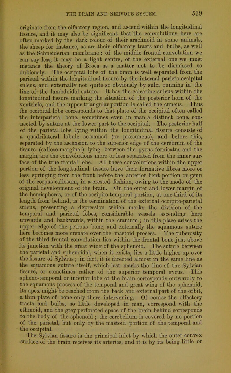 originate from the olfactory region, and ascend within the longitudinal fissure, and it may also be significant that the convolutions here are often marked by the dark colour of their arachnoid in some animals, the sheep for instance, as are their olfactory tracts and bulbs, as well as the Schneiderian membrane : of the middle frontal convolution we can say less, it may be a light centre, of the external one we must instance the theory of Broca as a matter not to be dismissed so dubiously. The occipital lobe of the brain is well separated from the parietal within the longitudinal fissure by the internal parieto-occipital sulcus, and externally not quite so obviously by sulci running in the line of the lambdoidal suture. It has the calcarine sulcus within the longitudinal fissure marking the situation of the posterior horn of the ventricle, and the upper triangular portion is called the cuneus. Thus the occipital lobe corresponds to that plate of the occipital often called the interparietal bone, sometimes even in man a distinct bone, con- nected by suture at the lower part to the occipital. The posterior half of the parietal lobe lying within the longitudinal fissure consists of a quadrilateral lobule so-named (or prsecuneus), and before this, separated by the ascension to the superior edge of the cerebrum of the fissure (calloso-marginal) lying between the gyrus fornicatus and the margin, are the convolutions more or less separated from the inner sur- face of the true frontal lobe. All these convolutions within the upper portion of the longitudinal fissure have their formative fibres more or less springing from the front before the anterior bent portion or genu of the corpus callosum, in a crested fashion, owing to the mode of the original development of the brain. On the outer and lower margin of the hemispheres, or of the occipito-temporal portion, at one-third of its length from behind, is the termination of the external occipito-parietal sulcus, presenting a depression which marks the division of the temporal and parietal lobes, considerable vessels ascending here upwards and backwards, within the cranium; in this place arises the upper edge of the petrous bone, and externally the squamous suture here becomes more crenate over the mastoid process. The tuberosity of the third frontal convolution lies within the frontal bone just above its junction with the great wing of the sphenoid. The suture between the parietal and sphenoidal, when it exists, lies a little higher up over the fissure of Sylvius; in fact, it is directed almost in the same line as the squamous suture itself, which last marks the line of the Sylvian fissure, or sometimes rather of the superior temporal gyrus. This spheno-temporal or inferior lobe of the brain corresponds outwardly to the squamous process of the temporal and great wing of the sphenoid, its apex might be reached from the back and external part of the orbit, a thin plate of bone only there intervening. Of course the olfactory tracts and bulbs, so little developed in man, correspond with the ethmoid, and the grey perforated space of the brain behind corresponds to the body of the sphenoid ; the cerebellum is covered by no portion of the parietal, but only by the mastoid portion of the temporal and the occipital. The Sylvian fissure is the principal inlet by which the outer convex surface of the brain receives its arteries, and it is by its being little or