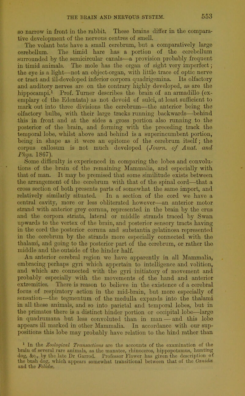 so narrow in front in the rabbit. These brains differ in the comparar tive development of the nervous centres of smell. The volant bats have a small cerebrum, but a comparatively large cerebellum. The timid bare has a portion of the cerebellum surrounded by the semicircular canals—a provision probably frequent in timid animals. The mole has the organ of sight very imperfect 3 the eye is a light—not an object-organ, with little trace of optic nerve or tract and ill-developed inferior corpora quadrigemina. Its olfactory and auditory nerves are on the contrary highly developed, as are the hippocampi.1 Prof. Turner describes the brain of an armadillo (ex- emplary of the Edentata) as not devoid of sulci, at least sufficient to mark out into three divisions the cerebrum—the anterior being the olfactory bulbs, tvith their large tracks running backwards—behind this in front and at the sides a gross portion also running to the posterior of the brain, and forming with the preceding track the temporal lobe, whilst above and behind is a superincumbent portion, being in shape as it were an epitome of the cerebrum itself3 the corpus callosum is not much developed (Journ. of Anat. and Pliys. 1867). Some difficulty is experienced in comparing the lobes and convolu- tions of the brain of the remaining Mammalia, and especially with that of man. It may be premised that some similitude exists between the arrangement of the cerebrum with that of the spinal cord—that a cross section of both presents parts of somewhat the same import, and relatively similarly situated. In a section of the cord we have a central cavity, more or less obliterated however—an anterior motor strand with anterior grey cornua, represented in the brain by the crus and the corpora striata, lateral or middle strands traced by Swan upwards to the vertex of the brain, and posterior sensory tracts having in the cord the posterior cornua and substantia gelatinosa represented in the cerebrum by the strands more especially connected with the thalami, and going to the posterior part of the cerebrum, or rather the middle and the outside of the hinder half. An anterior cerebral region we have apparently in all Mammalia, embracing perhaps gyri which appertain to intelligence and volition, and which are connected with the gyri initiatory of movement and probably especially with the movements of the hand and anterior extremities. There is reason to believe in the existence of a cerebral focus of respiratory action in the mid-brain, but more especially of sensation—the tegmentum of the medulla expands into the thalami in all these animals, and so into parietal and temporal lobes, but in the primates there is a distinct hinder portion or occipital lobe—largo in quadrumana but less convoluted than in man — and this lobe appears ill marked in other Mammalia. In accordance with our sup- positions this lobe may probably have relation to the hind rather than 1 In the Zoological Transactions are the accounts of the examination of the brain of several rare animals, as the manatee, rhinoceros, hippopotamus, hunting dog, &c., by the lato Dr Garrod. Professor Flower has given the description of the bush dog, which appears somewhat transitional between that of the Canidas and the Falidai.