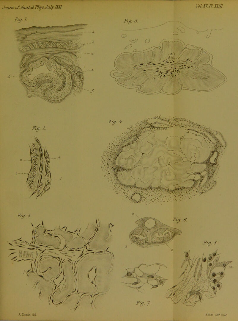 A.Doran del. T.Mh.Littf EdtjiT