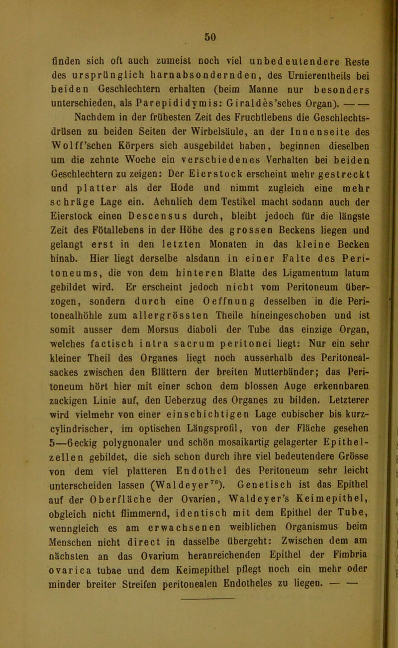 finden sich oft auch zumeist noch viel unbedeutendere Reste des ursprünglich harnabsondernden, des Urnierentheils bei beiden Geschlechtern erhalten (beim Manne nur besonders unterschieden, als Parepididymis: Girald^s’sches Organ). Nachdem in der frühesten Zeit des Fruchtlebens die Geschlechts- drüsen zu beiden Seiten der Wirbelsäule, an der Innenseite des Wol ff'sehen Körpers sich ausgebildet haben, beginnen dieselben um die zehnte Woche ein verschiedenes Verhalten bei beiden Geschlechtern zu zeigen: Der Eierstock erscheint mehr gestreckt und platter als der Hode und nimmt zugleich eine mehr schräge Lage ein. Aehnlicb dem Testikel macht sodann auch der Eierstock einen Descensus durch, bleibt jedoch für die längste Zeit des Fötallebens in der Höhe des grossen Beckens liegen und gelangt erst in den letzten Monaten in das kleine Becken hinab. Hier liegt derselbe alsdann in einer Falte des Peri- toneums, die von dem hinteren Blatte des Ligamentum latum gebildet wird. Er erscheint jedoch nicht vom Peritoneum über- zogen, sondern durch eine Oeffnung desselben in die Peri- tonealhöhle zum allergrössten Theile hineingeschoben und ist somit ausser dem Morsus diaboli der Tube das einzige Organ, welches factisch intra sacrum peritonei liegt: Nur ein sehr kleiner Theil des Organes liegt noch ausserhalb des Peritoneal- sackes zwischen den Blättern der breiten Mutterbänder; das Peri- toneum hört hier mit einer schon dem blossen Auge erkennbaren zackigen Linie auf, den üeberzug des Organes zu bilden. Letzterer wird vielmehr von einer einschichtigen Lage cubischer bis kurz- cylindrischer, im optischen Längsprofil, von der Fläche gesehen 5—6eckig polygnonaler und schön mosaikartig gelagerter Epithel- zellen gebildet, die sich schon durch ihre viel bedeutendere Grösse von dem viel platteren Endothel des Peritoneum sehr leicht unterscheiden lassen (Waldeyer^®). Genetisch ist das Epithel auf der Oberfläche der Ovarien, Waldeyer’s Keimepithel, obgleich nicht flimmernd, identisch mit dem Epithel der Tube, wenngleich es am erwachsenen weiblichen Organismus beim Menschen nicht direct in dasselbe übergeht: Zwischen dem am nächsten an das Ovarium heranreichenden Epithel der Fimbria ovarica tubae und dem Keimepithel pflegt noch ein mehr oder minder breiter Streifen peritonealen Endotbeles zu liegen. — —