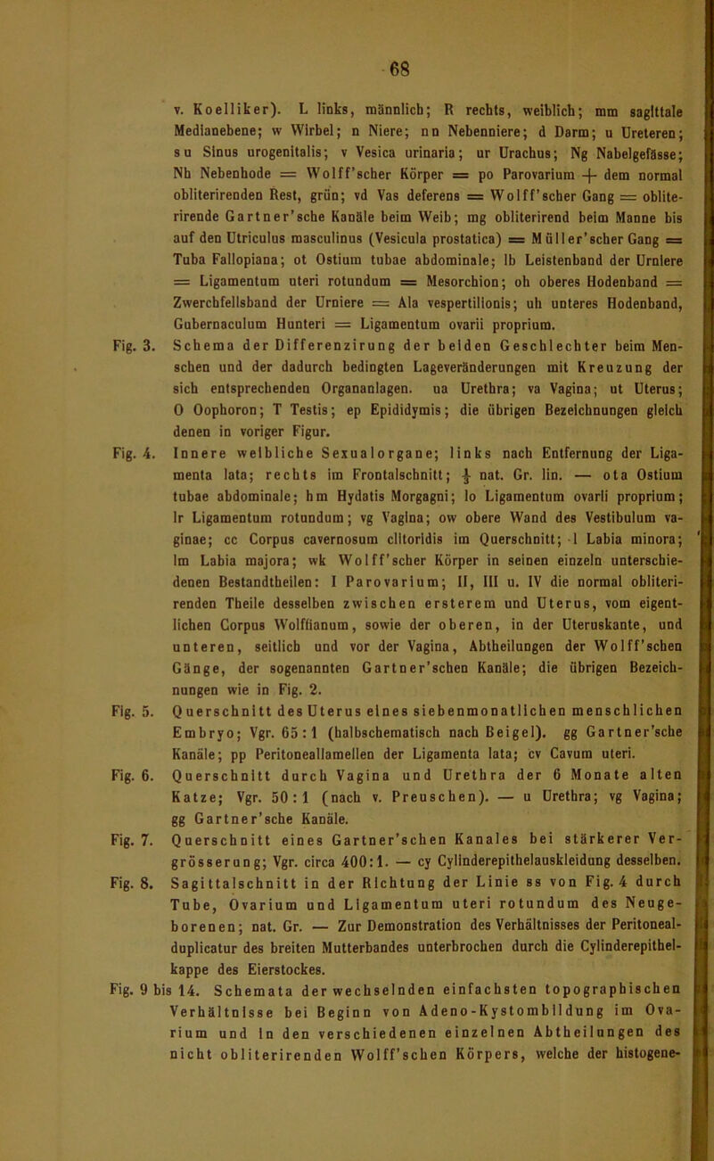 V. Koelliker). L links, männlich; R rechts, weiblich; mm saglttale Medianebene; w Wirbel; n Niere; nn Nebenniere; d Darm; u Ureteren; SU Sinus urogenitalis; v Vesica urinaria; ur ürachus; Ng Nabelgefässe; Nh Nebenhode = Wolff’scher Körper = po Parovarium dem normal obliterirenden Rest, grün; vd Vas deferens = Wolff’scher Gang = oblite- rirende Gartner’sche Kanäle beim Weib; mg obliterirend beim Manne bis auf den Utriculus masculinus (Vesicula prostatica) = M üller’scber Gang = Tuba Fallopiana; ot Ostium tubae abdominale; Ib Leistenband der Urnlere = Ligamentum uteri rotundum = Mesorchion; oh oberes Hodenband = Zwerchfellsband der Urniere = Ala vespertilionis; uh unteres Hodenband, Gnbernaculum Hunteri = Ligamentum ovarii proprium. Fig. 3. Schema der Differenzirung der beiden Geschlechter beim Men- schen und der dadurch bedingten Lageveränderungen mit Kreuzung der sich entsprechenden Organanlagen, na Urethra; va Vagina; ut Uterus; 0 Oophoron; T Testis; ep Epididymis; die übrigen Bezeichnungen gleich denen in voriger Figur. Fig. 4. Innere weibliche Sexualorgane; links nach Entfernung der Liga- menta lata; rechts im Frontalschnitt; | nat. Gr. lin. — ota Ostium tubae abdominale; hm Hydatis Morgagni; lo Ligamentum ovarii proprium; Ir Ligamentum rotundum; vg Vagina; ow obere Wand des Vestibulum va- ginae; cc Corpus cavernosum clltorldis im Querschnitt; 1 Labia minora; Im Labia majora; wk Wolff’scher Körper in seinen einzeln unterschie- denen Bestandtheilen: I Parovarium; II, HI u. IV die normal obliteri- renden Theile desselben zwischen ersterem und Uterus, vom eigent- lichen Corpus Wolftianum, sowie der oberen, in der Uteruskante, und unteren, seitlich und vor der Vagina, Abtheilungen der Wolff’schen Gänge, der sogenannten Gartner’schen Kanüle; die übrigen Bezeich- nungen wie in Fig. 2. Fig. 5. Querschnitt desUterus eines siebenmonatlichen menschlichen Embryo; Vgr. 65:1 (halbschematisch nach Beigel), gg Gartner’sche Kanäle; pp Peritoneallamellen der Ligamenta lata; cv Cavum uteri. Fig. 6. Querschnitt durch Vagina und Urethra der 6 Monate alten Katze; Vgr. 50:1 (nach v. Preuschen). — u Urethra; vg Vagina; gg Gartner’sche Kanäle. Fig. 7. Querschnitt eines Gartner’schen Kanales bei stärkerer Ver- grösserung; Vgr. circa 400:1. — cy Cylinderepithelauskleidung desselben. Fig. 8. Sagittalschnitt in der Richtung der Linie ss von Fig. 4 durch Tube, Ovarium und Ligamentum uteri rotundum des Neuge- borenen; nat. Gr. — Zur Demonstration des Verhältnisses der Peritoneal- dnplicatur des breiten Mutterbandes unterbrochen durch die Cylinderepithel- kappe des Eierstockes. Fig. 9 bis 14. Schemata der wechselnden einfachsten topographischen Verhältnisse bei Beginn von Adeno-Kystombildung im Ova- rium und ln den verschiedenen einzelnen Abtheilungen des nicht obliterirenden Wolff’schen Körpers, welche der histogene-