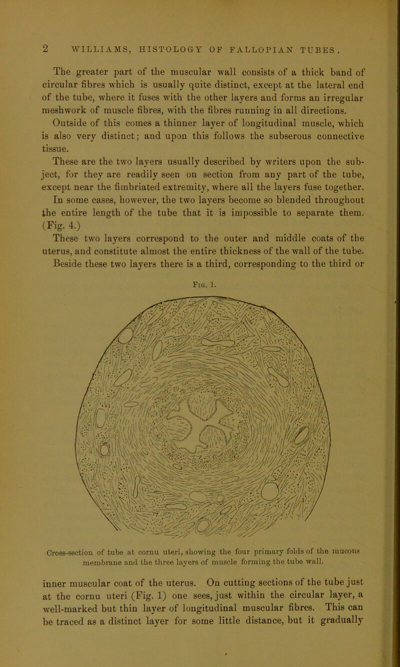 The greater part of the muscular wall consists of a thick band of circular fibres which is usually quite distinct, except at the lateral end of the tube, where it fuses with the other layers and forms an irregular meshwork of muscle fibres, with the fibres running in all directions. Outside of this comes a thinner layer of longitudinal muscle, which is also very distinct; aud upon this follows the subserous connective tissue. These are the two layers usually described by writers upon the sub- ject, for they are readily seen on section from any part of the tube, except near the fimbriated extremity, where all the layers fuse together. In some cases, however, the two layers become so blended throughout the entire length of the tube that it is impossible to separate them. (Fig. 4.) These two layers correspond to the outer and middle coats of the uterus, and constitute almost the entire thickness of the wall of the tube. Beside these two layers there is a third, corresponding to the third or Fio. l. Cross-section of tube at cornu uteri, showing the four primary folds of the mucons membrane and the three layers of muscle forming the tube wall. inner muscular coat of the uterus. On cutting sections of the tube just at the cornu uteri (Fig. 1) one sees, just within the circular layer, a well-marked but thin layer of longitudinal muscular fibres. This can be traced as a distinct layer for some little distance, but it gradually