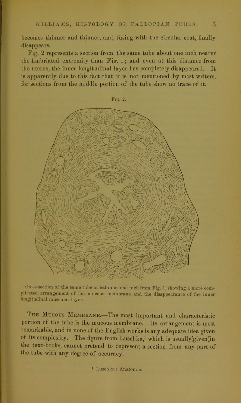 WILLIAMS, HISTOLOGY OF FALLOPIAN TUBES. 3 becomes thinner and thinner, and, fusing with the circular coat, finally disappears. Fig. 2 represents a section from the same tube about one inch nearer the fimbriated extremity than Fig. 1; and even at this distance from the uterus, the inner longitudinal layer has completely disappeared. It is apparently due to this fact that it is not mentioned by most writers, for sections from the middle portion of the tube show no trace of it. Fig. 2. Cross-section of the same tube nt isthmus, one inch from Fig. 1, showing a more com- plicated arrangement of the mucous membrane and the disappearance of the inner longitudinal muscular layer. The Mucous Membrane.—The most important and characteristic portion of the tube is the mucous membrane. Its arrangement is most remarkable, and in none of the English works is any adequate idea given of its complexity. The figure from Luschka,1 which is usually[gi verb in the text-books, cannot pretend to represent a section from any part of the tube with any degree of accuracy. 1 Luschka: Anatomie.