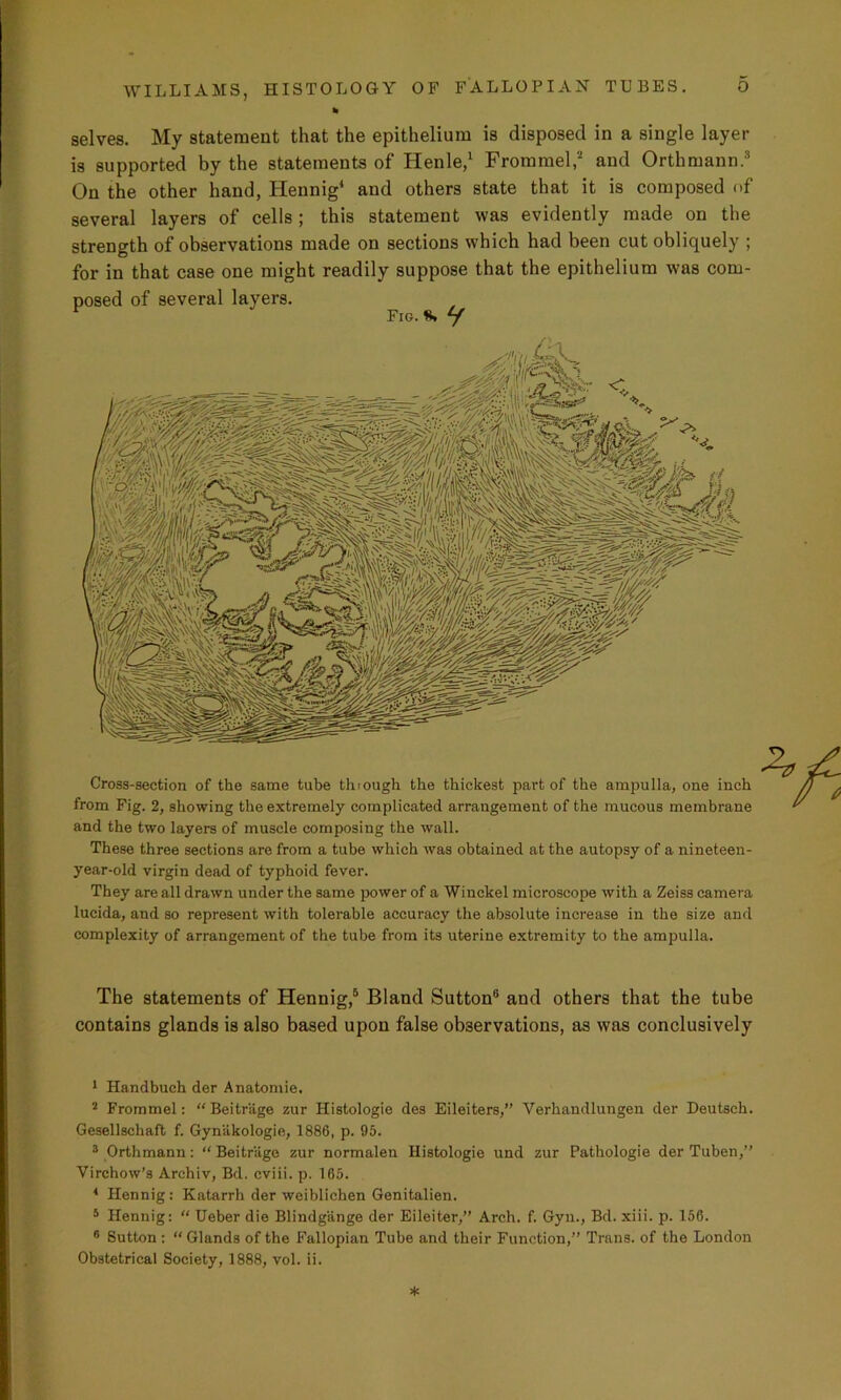 * selves. My statement that the epithelium is disposed in a single layer is supported by the statements of Henle,1 Frommel,2 and Orthmann.3 On the other hand, Hennig4 and others state that it is composed of several layers of cells; this statement was evidently made on the strength of observations made on sections which had been cut obliquely ; for in that case one might readily suppose that the epithelium was com- posed of several layers. r Fig.* y Cross-section of the same tube through the thickest part of the ampulla, one inch from Fig. 2, showing the extremely complicated arrangement of the mucous membrane and the two layers of muscle composing the wall. These three sections are from a tube which was obtained at the autopsy of a nineteen- year-old virgin dead of typhoid fever. They are all drawn under the same power of a Wiuckel microscope with a Zeiss camera lucida, and so represent with tolerable accuracy the absolute increase in the size and complexity of arrangement of the tube from its uterine extremity to the ampulla. The statements of Hennig,5 Bland Sutton6 and others that the tube contains glands is also based upon false observations, as was conclusively 1 Handbuch der Anatomie. 2 Frommel: “Beitriige zur Histologie des Eileiters,” Verhandlungen der Deutsch. Gesellschaft f. Gynakologie, 1886, p. 95. 3 Orthmann: “ Beitriige zur normalen Histologie und zur Pathologie der Tuben,” Virchow’s Archiv, Bd. cviii. p. 165. 4 Hennig: Katarrh der weiblichen Genitalien. 5 Hennig: “ Ueber die Blindgange der Eileiter,” Arch. f. Gyn., Bd. xiii. p. 156. 6 Sutton: “Glands of the Fallopian Tube and their Function,” Trans, of the London Obstetrical Society, 1888, vol. ii. *