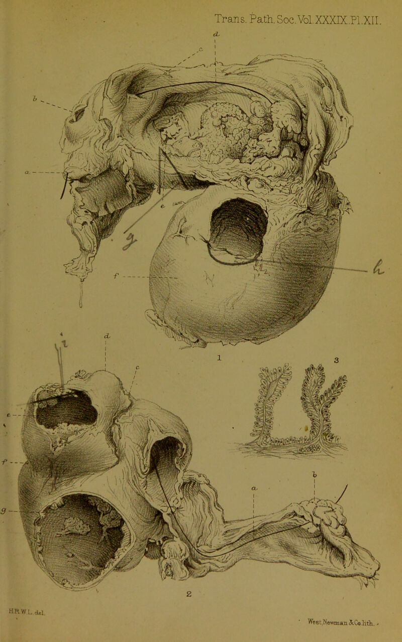 Trans. Path.Soc.Vol.XXXJX.Pl.XII. HRWLdcl. West Newman &Co.]ith.