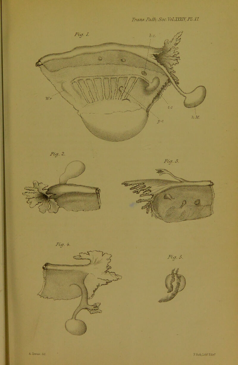 A Doran de’ FKuOi,LrttfF,dir.* Fig. Z. Fig. 3. Fig. 3. 7