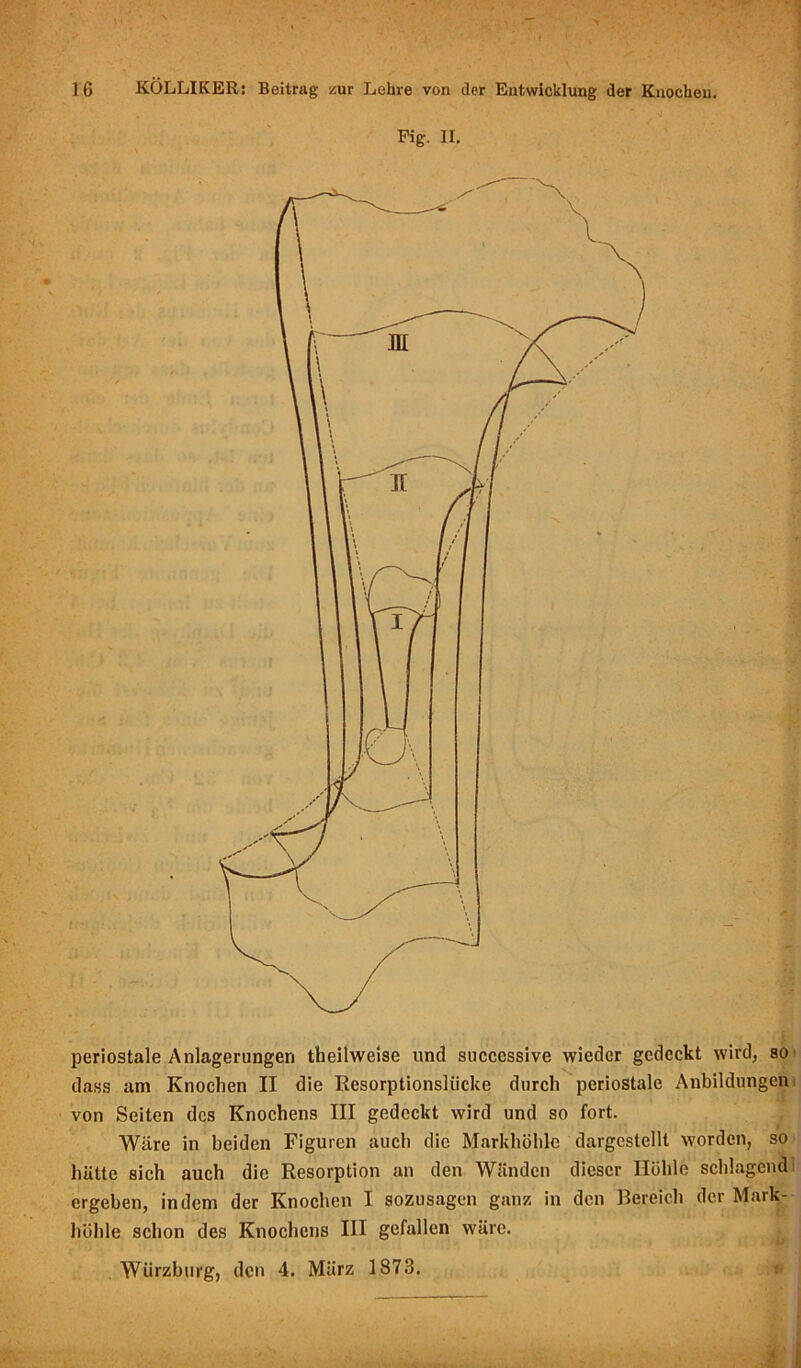 Pig. II. periostale Anlagerungen theilweise und successive wieder gedeckt wird, so dass am Knochen II die Resorptionsliicke durch periostale Anbildungen von Seiten des Knochens III gedeckt wird und so fort. Wäre in beiden Figuren auch die Markhöhle dargestellt worden, so hätte sich auch die Resorption an den Wänden dieser Höhle schlagend ergeben, indem der Knochen I sozusagen ganz in den Bereich der Mark- höhle schon des Knochens III gefallen wäre. Würzburg, den 4. März 1873.