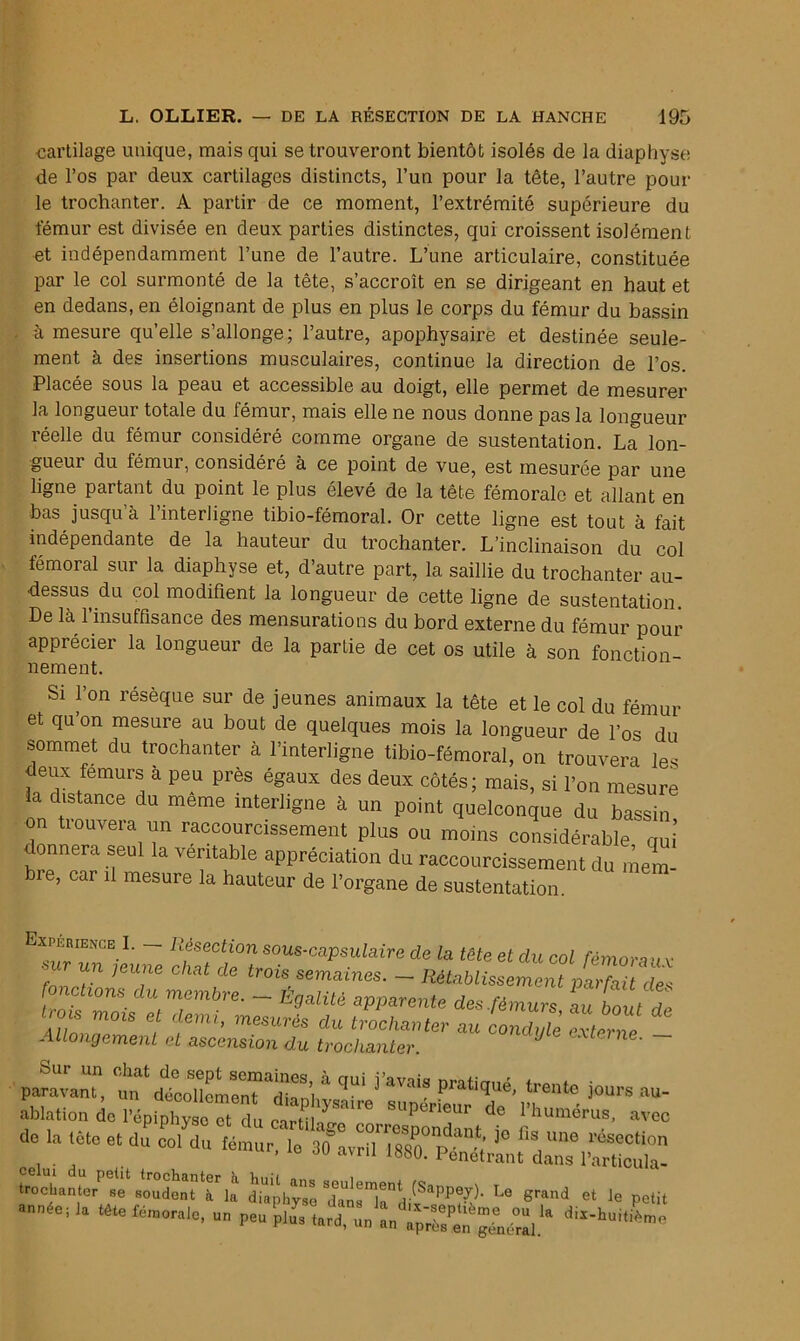 cartilage unique, mais qui se trouveront bientôt isolés de la diaphyse de l’os par deux cartilages distincts, l’un pour la tête, l’autre poul- ie trochanter. A partir de ce moment, l’extrémité supérieure du fémur est divisée en deux parties distinctes, qui croissent isolément et indépendamment l’une de l’autre. L’une articulaire, constituée par le col surmonté de la tête, s’accroît en se dirigeant en haut et en dedans, en éloignant de plus en plus le corps du fémur du bassin à mesure qu’elle s’allonge; l’autre, apophysaire et destinée seule- ment à des insertions musculaires, continue la direction de l’os. Placée sous la peau et accessible au doigt, elle permet de mesurer la longueur totale du fémur, mais elle ne nous donne pas la longueur réelle du fémur considéré comme organe de sustentation. La lon- gueur du fémur, considéré à ce point de vue, est mesurée joar une ligne partant du point le plus élevé de la tête fémorale et allant en bas jusqu’à l’interligne tibio-fémoral. Or cette ligne est tout à fait indépendante de la hauteur du trochanter. L’inclinaison du col fémoral sur la diaphyse et, d’autre part, la saillie du trochanter au- dessus du col modifient la longueur de cette ligne de sustentation. De là l’insuffisance des mensurations du bord externe du fémur pour apprécier la longueur de la partie de cet os utile à son fonction- nement. Si l’on résèque sur de jeunes animaux la tête et le col du fémur et qu’on mesure au bout de quelques mois la longueur de l’os du sommet du trochanter à l’interligne tibio-fémoral, on trouvera le. deux fémurs à peu près égaux des deux côtés; mais, si l’on mesure la distance du meme interligne à un point quelconque du bassin on trouvera un raccourcissement plus ou moins considérable qui donnera seul la véritable appréciation du raccourcissement du mem- e, car il mesure la hauteur de l’organe de sustentation. xplrience ï. - Résection sous-capsulaire de la tête et du col rémora a v f ]eU!ie chat de trois semaines. - Rétablissement parfait des . c ions du membre. — Egalité apparente des.fémurs au bout de trois mois et demi, mesurés du trochanter au cond2 Sterne Allongement et ascension du trochanter. J ' para™ t“ '4 ****■ «■*•» jours au- ablation 4. Poplphv „Tt lu *“'>érfe” <*• humérus, avec de la tète et du col du tar j° 'iS,UM ... . ’ dU avnl 18S0- Pénétrant dans l’articula- U *rand “ le petit '* ltl“ Pi- tard”,,1 LZ