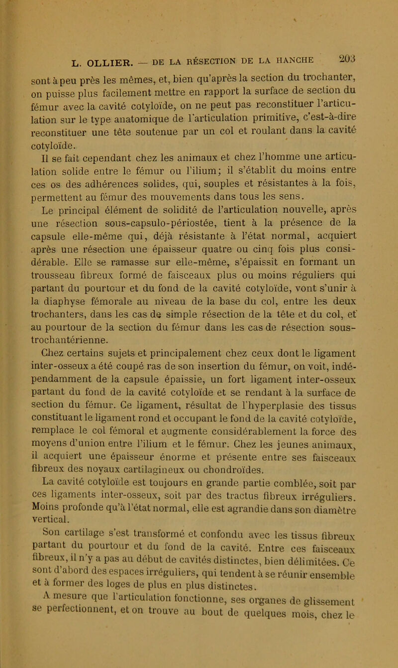 sont à peu près les mêmes, et, bien qu’après la section du trochanter, on puisse plus facilement mettre en rapport la surface de section du fémur avec la cavité cotyloïde, on ne peut pas reconstituer l’articu- lation sur le type anatomique de l'articulation primitive, c’est-à-dire reconstituer une tête soutenue par un col et roulant dans la cavité cotyloïde. Il se fait cependant chez les animaux et chez l’homme une articu- lation solide entre le fémur ou l’ilium; il s’établit du moins entre ces os des adhérences solides, qui, souples et résistantes à la fois, permettent au fémur des mouvements dans tous les sens. Le principal élément de solidité de l’articulation nouvelle, après une résection sous-capsulo-périostée, tient à la présence de la capsule elle-même qui, déjà résistante à l’état normal, acquiert après une résection une épaisseur quatre ou cinq fois plus consi- dérable. Elle se ramasse sur elle-même, s’épaissit en formant un trousseau fibreux formé de faisceaux plus ou moins réguliers qui partant du pourtour et du fond de la cavité cotyloïde, vont s’unir à la diaphyse fémorale au niveau de la base du col, entre les deux trochanters, dans les cas de simple résection de la tête et du col, et' au pourtour de la section du fémur dans les cas de résection sous- trochantérienne. Chez certains sujets et principalement chez ceux dont le ligament inter-osseux a été coupé ras de son insertion du fémur, on voit, indé- pendamment de la capsule épaissie, un fort ligament inter-osseux partant du fond de la cavité cotyloïde et se rendant à la surface de section du fémur. Ce ligament, résultat de l’hyperplasie des tissus constituant le ligament rond et occupant le fond de la cavité cotyloïde, remplace le col fémoral et augmente considérablement la force des moyens d’union entre l’ilium et le fémur. Chez les jeunes animaux, il acquiert une épaisseur énorme et présente entre ses faisceaux fibreux des noyaux cartilagineux ou chondroïdes. La cavité cotyloïde est toujours en grande partie comblée, soit par ces ligaments inter-osseux, soit par des tractus fibreux irréguliers. Moins profonde qu’à l’état normal, elle est agrandie dans son diamètre vertical. Son cartilage s’est transformé et confondu avec les tissus fibreux partant du pourtour et du fond de la cavité. Entre ces faisceaux fibreux, il n’y a pas au début de cavités distinctes, bien délimitées. Ce sont d’abord des espaces irréguliers, qui tendent à se réunir ensemble et à former des loges de plus en plus distinctes. A mesure que 1 articulation fonctionne, ses organes de glissement se perfectionnent, et on trouve au bout de quelques mois, chez le
