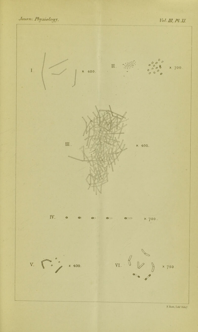 v/. Physio toqy, Vol.ffl, Pl.XI. F.Huth,I,ith'Eait)c