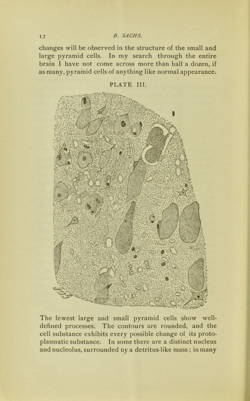 changes will be observed in the structure of the small and large pyramid cells. In my search through the entire brain I have not come across more than half a dozen, if as many, pyramid cells of anything like normal appearance. PLATE III. The fewest large and small pyramid cells show well- defined processes. The contours are rounded, and the cell substance exhibits every possible change of its proto- plasmatic substance. In some there are a distinct nucleus and nucleolus, surrounded by a detritus-like mass ; in many