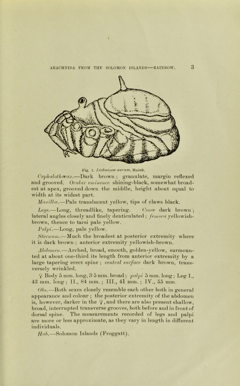 Cephalothcn'ax.—Dark brown ; granulate, margin reflexed and grooved. Ocular eminence shining-black, somewhat broad- est at apex, grooved down the middle, height about equal to width at its widest part. Maxi!he.—Pale translucent yellow, tips of claws black. Legs.—Long, threadlike, tapering. Coxce dark brown ; lateral angles closely and finely denticulated ; femora yellowish- brown, thence to tarsi pale yellow. Palpi.—Long, pale yellow. Sternum.-^— Much the broadest at posterior extremity where it is dark brown ; anterior extremity yellowish-brown. Abdomen.—Arched, broad, smooth, golden-yellow, surmoun- ted at about one-third its length from anterior extremity by a large tapering erect spine ; central surface dark brown, trans- versely wrinkled. V Body 5 mm. long, 3 5 mm. broad ; palpi 5 mm. long ; Leg I., 43 mm. long ; II., 84 mm. ; III., 41 mm. ; IV., 55 mm. Ohs.—Both sexes closely resemble each other both in general appearance and colour ; the posterior extremity of the abdomen is, however, darker in the V , and there are also present shallow, broad, interrupted transverse grooves, both before and in front of dorsal spine. The measurements recorded of legs and palpi are more or less approximate, as they vary in length in different individuals. Hah,—Solomon Islands (Froggatt).