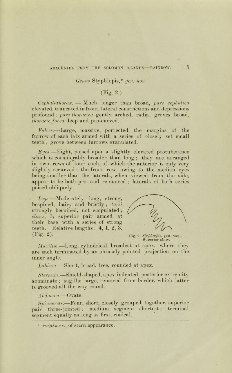 Genu* Styphlopis,* gen. nor. (Fig. 2.) Cephalathorax. — Much longer than broad, pars cephalica elevated, truncated in front, lateral constrictions and depressions profound ; pars thoracica gently arched, radial groves broad, thoracic fovea deep and pro-curved. Falces.—Large, massive, porrected, the margins of the furrow of each falx armed with a series of closely set small teeth ; grove between furrows granulated. Eyes.—Eight, poised upon a slightly elevated protuberance which is considerably broader than long ; they are arranged in two rows of four each, of which the anterior is only very slightly recurved ; the front row, owing to the median e}'es being smaller than the laterals, when viewed from the side, appear to be both pro- and re-curved ; laterals of both series poised obliquely. Legs.—Moderately long, strong, bespined, hairy and bristly ; tarsi strongly bespined, not scopulated ; clan's, 3; superior pair armed at their base with a series of strong teeth. Relative lengths : 4, 1, 2, 3. (Fig. 2). Maxillce.—Long, cylindrical, broadest at apex, where they are each terminated by an obtusely pointed projection on the inner angle. Labium.—Short, broad, free, rounded at apex. Sternum.—Shield-shaped, apex indented, posterior extremity acuminate ; sagillse large, removed from border, which latter is grooved all the way round. Abdomen.—Ovate. Spinnerets.—Four, short, closely grouped together, superior pair three-jointed ; medium segment shortest; terminal segment equally as long as first, conical. Fig. 2, Styphlopis, gen. nov., Superior claw. a 0Tv(p\to7ri\', of stern appearance.