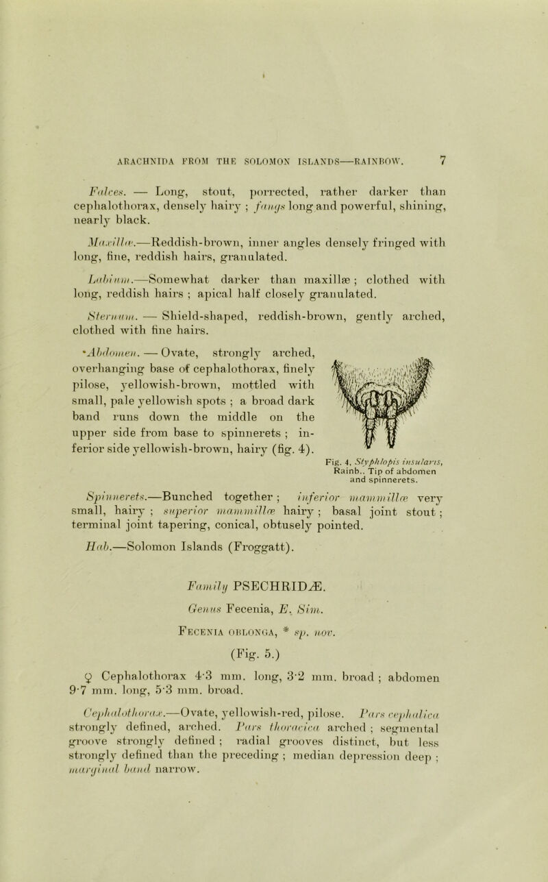 F<tlces. — Long, stout, porrected, rather darker than cephalothorax, densely hairy ; fangs long and powerful, shining, nearly black. Ma,cUld\—Reddish-brown, inner angles densely fringed with long, line, reddish hairs, granulated. Labium.—Somewhat darker than maxillae ; clothed with long, reddish hairs ; apical half closely granulated. Sternum. — Shield-shaped, reddish-brown, gently arched, clothed with tine hairs. *Abdomen. — Ovate, strongly arched, overhanging base of cephalothorax, finely , yellowish-brown, mottled with small, pale yellowish spots ; a broad dark band runs down the middle on the upper side from base to spinnerets ; in- ferior side yellowish-brown, hairy (fig. 4). Spinnerets.—Bunched together ; inferior mammillce very small, hairy ; superior mammillce hairy ; basal joint stout ; terminal joint tapering, conical, obtusely pointed. Hah.—Solomon Islands (Froggatt). Fig. 4, Sty phlopis insularis, Rainb.. Tip of abdomen and spinnerets. Family PSECHRID^E. Germs Fecenia, E. Sim. Fecenia oblonga, * sp. nov. (Fig. 5.) 9 Cephalothorax 4 3 mm. long, 32 mm. broad ; abdomen 9-7 mm. long, 5 3 mm. broad. Cephalothora.r.—Ovate, yellowish-red, pilose. Pars cephalica strongly defined, arched. Pars thoracica arched ; segmental groove strongly defined ; radial grooves distinct, but less strongly defined than the preceding ; median depression deep ; marginal band narrow.