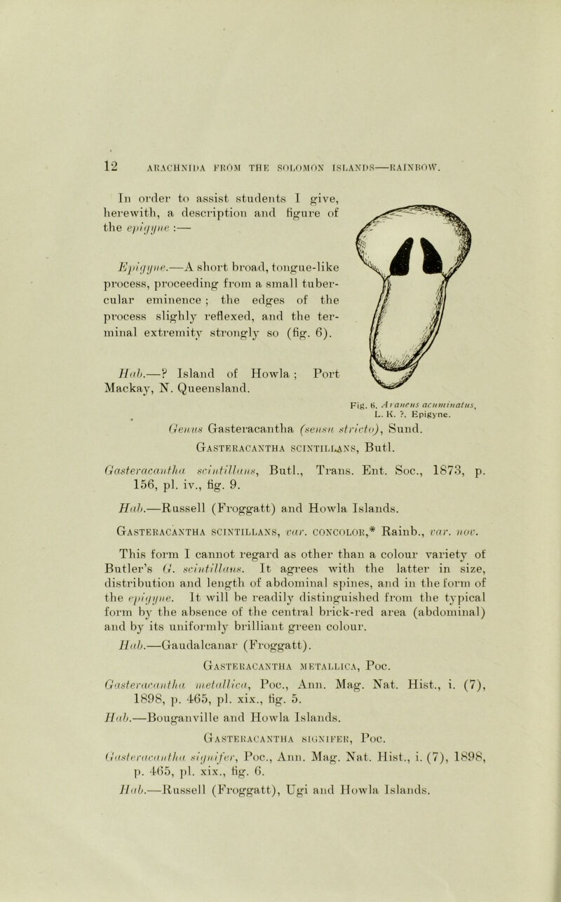 In order to assist students I give, herewith, a description and figure of the epigyne :— Epigyne.—A short broad, tongue-like process, proceeding from a small tuber- cular eminence ; the edges of the process slighly reflexed, and the ter- minal extremity strongly so (fig. 6). Huh.—P Island of Howla ; Port Mackay, N. Queensland. Fig. 6, Araneus acuviinatiis, L. K. ?, Epigyne. Genas Gasteracantha (sensu stricto), Sund. Gasteracantha scintillans, Butl. Gasteracantha scintillans, Butl., Trans. Ent. Soc., 1873, p. 156, pi. iv., fig. 9. Hah.—Russell (Froggatt) and Howla Islands. Gasteracantha scintillans, car. concolor,* Rainb., car. nor. This form I cannot regard as other than a colour variety of Butler’s G. scintillans. It agrees with the latter in size, distribution and length of abdominal spines, and in the form of the epigyne. It will be readily distinguished from the typical form by the absence of the central brick-red area (abdominal) and by its uniformly brilliant green colour. Hah.—Gaudalcanar (Froggatt). Gasteracantha metallica, Poc. Gasteracantha metallica, Poc., Ann. Mag. Nat. Hist., i. (7), 1898, p. 465, pi. xix., tig. 5. Hah.—Bouganville and Howla Islands. Gasteracantha signifer, Poc. Gasteracantha signifer, Poc., Ann. Mag. Nat. Hist., i. (7), 1898, p. 465, pi. xix., tig. 6.