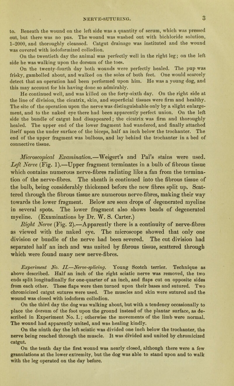 to. Beneath the wound on the left side was a quantity of serum, which was pressed out, but there was no pus. The wound was washed out with bichloride solution, 1-2000, and thoroughly cleansed. Catgut drainage was instituted and the wound was covered with iodoformized collodion. On the twentieth day the animal was perfectly well in the right leg; on the left side he was walking upon the dorsum of the toes. On the twenty-fourth day both wounds were perfectly healed. The pup was frisky, gambolled about, and walked on the soles of both feet. One would scarcely detect that an operation had been performed upon him. He was a young dog, and this may account for his having done so admirably. He continued well, and was killed on the forty-sixth day. On the right side at the line of division, the cicatrix, skin, and superficial tissues were firm and healthy. The site of the operation upon the nerve was distinguishable only by a slight enlarge- ment, and to the naked eye there had been apparently perfect union. On the left side the bundle of catgut had disappeared; the cicatrix was firm and thoroughly healed. The upper end of the lower fragment had wandered, and finally attached itself upon the under surface of the biceps, half an inch below the trochanter. The end of the upper fragment was bulbous, and lay behind the trochanter in a bed of connective tissue. Microscopical Examination.—Weigert’s and Pal’s stains were used. Left Netxe (Fig. 1).—Upper fragment terminates in a bulb of fibrous tissue which contains numerous nerve-fibres radiating like a fan from the termina- tion of the nerve-fibres. The sheath is continued into the fibrous tissue of the bulb, being considerably thickened before the new fibres split up. Scat- tered through the fibrous tissue are numerous nerve-fibres, making their way towards the lower fragment. Below are seen drops of degenerated myeline in several spots. The lower fragment also shows beads of degenerated myeline. (Examinations by Dr. W. S. Carter.) Right Nerve (Fig. 2).—Apparently there is a continuity of nerve-fibres as viewed with the naked eye. The microscope showed that only one division or bundle of the nerve had been severed. The cut division had separated half an inch and was united by fibrous tissue, scattered through which were found many new nerve-fibres. Experiment No. II.—Nerve-splicing. Young Scotch terrier. Technique as above described. Half an inch of the right sciatic nerve was removed, the two ends split longitudinally for one-quarter of an inch, and flaps cut on opposite sides from each other. These flaps were then turned upon their bases and sutured. Two chromicized catgut sutures were used. The muscles and skin were sutured and the wound was closed with iodoform collodion. On the third day the dog was walking about, but with a tendency occasionally to place the dorsum of the foot upon the ground instead of the plantar surface, as de- scribed in Experiment No. I.; otherwise the movements of the limb were normal. The wound had apparently united, and was healing kindly. On the ninth day the left sciatic was divided one inch below the trochanter, the nerve being reached through the muscle. It was divided and united by chromicized catgut. On the tenth day the first wound was nearly closed, although there were a few granulations at the lower extremity, but the dog was able to stand upon and to walk with the leg operated on the day before.