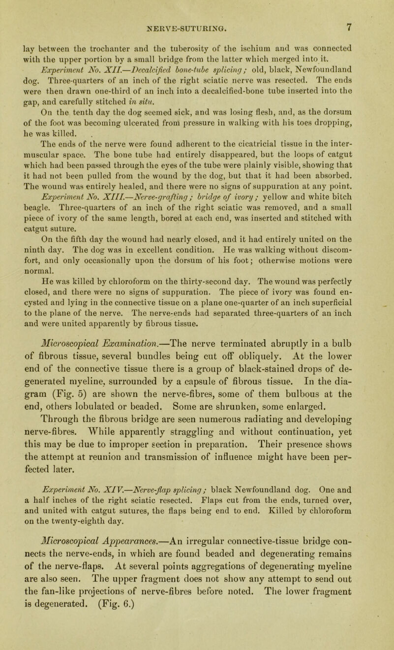 lay between the trochanter and the tuberosity of the ischium and was connected with the upper portion by a small bridge from the hitter which merged into it. Experiment No. XII.—Decalcified bone-tube splicing; old, black, Newfoundland dog. Three-quarters of an inch of the right sciatic nerve was resected. The ends were then drawn one-third of an inch into a decalcified-bone tube inserted into the gap, and carefully stitched in situ. On the tenth day the dog seemed sick, and was losing flesh, and, as the dorsum of the foot was becoming ulcerated from pressure in walking with his toes dropping, he was killed. The ends of the nerve were found adherent to the cicatricial tissue in the inter- muscular space. The bone tube had entirely disappeared, but the loops of catgut which had been passed through the eyes of the tube were plainly visible, showiug that it had not been pulled from the wound by the dog, but that it had been absorbed. The wound was entirely healed, and there were no signs of suppuration at any point. Experiment No. XIII.—Nerve-grafting; bridge of ivory ; yellow and white bitch beagle. Three-quarters of an inch of the right sciatic was removed, and a small piece of ivory of the same length, bored at each end, was inserted and stitched with catgut suture. On the fifth day the wound had nearly closed, and it had entirely united on the ninth day. The dog was in excellent condition. He was walking without discom- fort, and only occasionally upon the dorsum of his foot; otherwise motions were normal. He was killed by chloroform on the thirty-second day. The wound was perfectly closed, and there were no signs of suppuration. The piece of ivory was found en- cysted and lying in the connective tissue on a plane one-quarter of an inch superficial to the plane of the nerve. The nerve-ends had separated three-quarters of an inch and were united apparently by fibrous tissue. Microscopical Examination.—The nerve terminated abruptly in a bulb of fibrous tissue, several bundles being cut off obliquely. At the lower end of the connective tissue there is a group of black-stained drops of de- generated myeline, surrounded by a capsule of fibrous tissue. In the dia- gram (Fig. 5) are shown the nerve-fibres, some of them bulbous at the end, others lobulated or beaded. Some are shrunken, some enlarged. Through the fibrous bridge are seen numerous radiating and developing nerve-fibres. While apparently straggling and without continuation, yet this may be due to improper section in preparation. Their presence shows the attempt at reunion and transmission of influence might have been per- fected later. Experiment No. XIV.—Nerve-flap splicing ; black Newfoundland dog. One and a half inches of the right sciatic resected. Flaps cut from the ends, turned over, and united with catgut sutures, the flaps being end to end. Killed by chloroform on the twenty-eighth day. Microscopical Appearances.—An irregular connective-tissue bridge con- nects the nerve-ends, in which are found beaded and degenerating remains of the nerve-flaps. At several points aggregations of degenerating myeline are also seen. The upper fragment does not show any attempt to send out the fan-like projections of nerve-fibres before noted. The lower fragment is degenerated. (Fig. 6.)