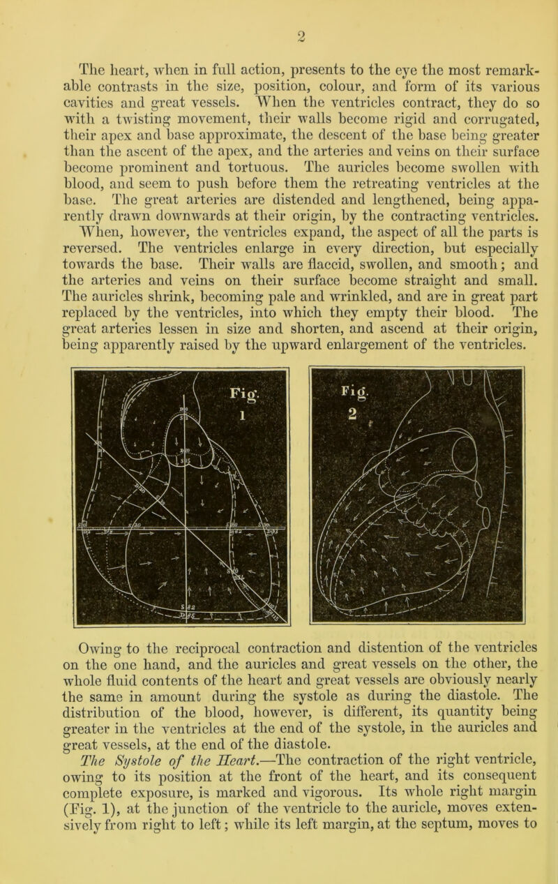 The heart, when in full action, presents to the eye the most remark- able contrasts in the size, position, colour, and form of its various cavities and great vessels. When the ventricles contract, they do so with a twisting movement, their walls become rigid and corrugated, their apex and base approximate, the descent of the base being greater than the ascent of the apex, and the arteries and veins on their surface become prominent and tortuous. The auricles become swollen with blood, and seem to push before them the retreating ventricles at the base. The great arteries are distended and lengthened, being appa- rently drawn downwards at their origin, by the contracting ventricles. When, however, the ventricles expand, the aspect of all the parts is reversed. The ventricles enlarge in every direction, but especially towards the base. Their walls are flaccid, swollen, and smooth; and the arteries and veins on their surface become straight and small. The auricles shrink, becoming pale and wrinkled, and are in great part replaced by the ventricles, into which they empty their blood. The great arteries lessen in size and shorten, and ascend at their origin, being apparently raised by the upward enlargement of the ventricles. Owing to the reciprocal contraction and distention of the ventricles on the one hand, and the auricles and great vessels on the other, the whole fluid contents of the heart and great vessels are obviously nearly the same in amount during the systole as during the diastole. The distribution of the blood, however, is different, its quantity being greater in the ventricles at the end of the systole, in the auricles and great vessels, at the end of the diastole. The Systole of the Heart.—The contraction of the right ventricle, owing to its position at the front of the heart, and its consequent complete exposure, is marked and vigorous. Its whole right margin (Tig. 1), at the junction of the ventricle to the auricle, moves exten- sively from right to left; while its left margin, at the septum, moves to