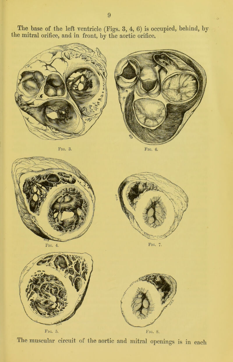 The base of the left ventricle (Tigs. 3, 4, 6) is occupied, behind, by the mitral orifice, and in front, by the aortic orifice. Fig. 5. Fig. 8. The muscular circuit of the aortic and mitral openings is in each Fig. 3. Fig. 6.