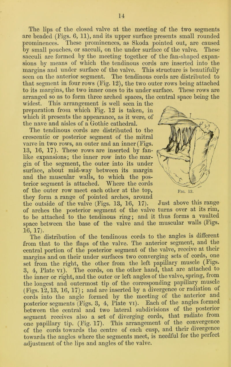 The lips of the closed valve at the meeting of the two segments are headed (Figs. 6, 11), and its upper surface presents small rounded prominences. These prominences, as Skoda pointed out, are caused by small pouches, or sacculi, on the under surface of the valve. These sacculi are formed by the meeting together of the fan-shaped expan- sions bv means of which the tendinous cords are inserted into the margins and under surface of the valve. This structure is beautifully seen on the anterior segment. The tendinous cords are distributed to that segment in four rows (Fig. 12), the two outer rows being attached to its margins, the two inner ones to its under surface. These rows are arranged so as to form three arched spaces, the central space being the widest. This arrangement is well seen in the preparation from which Fig. 12 is taken, in which it presents the appearance, as it were, of the nave and aisles of a Gothic cathedral. The tendinous cords are distributed to the crescentic or posterior segment of the mitral vaive in two rows, an outer and an inner (Figs. 13, 16, 17). These rows are inserted by fan- like expansions; the inner row into the mar- gin of the segment, the outer into its under surface, about mid-way between its margin and the muscular walls, to which the pos- terior segment is attached. Where the cords of the outer row meet each other at the top, they form a range of pointed arches, around the outside of the valve (Figs. 13, 16, 17). of arches the posterior segment of the valve turns over at its rim, to be attached to the tendinous ring; and it thus forms a vaulted space between the base of the valve and the muscular walls (Figs. 16, 17). The distribution of the tendinous cords to the angles is different from that to the flaps of the valve. The anterior segment, and the central portion of the posterior segment of the valve, receive at their margins and on their under surfaces two converging sets of cords, one set from the right, the other from the left papillary muscle (Figs. 3, 4, Plate vi). The cords, on the other hand, that are attached to the inner or right, and the outer or left angles of the valve, spring, from the longest and outermost tip of the corresponding papillary muscle (Figs. 12,13, 16, 17); and are inserted by a divergence or radiation of cords into the angle formed by the meeting of the anterior and posterior segments (Figs. 3, 4, Plate vi). Each of the angles formed between the central and two lateral subdivisions of the posterior segment receives also a set of diverging cords, that radiate from one papillary tip. (Fig. 17). This arrangement of the convergence of the cords towards the centre of each cusp, and their divergence towards the angles where the segments meet, is needful for the perfect adjustment of the lips and angles of the valve. Fig. 13. Just above this range