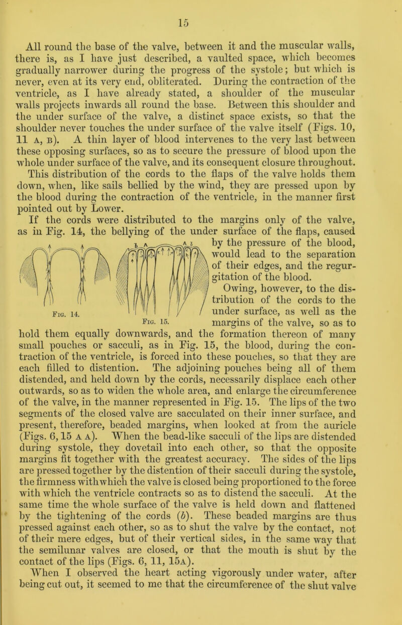 All round the base of the valve, between it and the muscular walls, there is, as I have just described, a vaulted space, which becomes gradually narrower during the progress of the systole; but which is never, even at its very end, obliterated. During the contraction of the ventricle, as I have already stated, a shoulder of the muscular walls projects inwards all round the base. Between this shoulder and the under surface of the valve, a distinct space exists, so that the shoulder never touches the under surface of the valve itself (Digs. 10, 11 a, b). A thin layer of blood intervenes to the very last between these opposing surfaces, so as to secure the pressure of blood upon the whole under surface of the valve, and its consequent closure throughout. This distribution of the cords to the flaps of the valve holds them down, when, like sails bellied by the wind, they are pressed upon by the blood during the contraction of the ventricle, in the manner first pointed out by Lower. If the cords were distributed to the margins only of the valve, as in Dig. 14, the bellying of the under surface of the flaps, caused by the pressure of the blood, would lead to the separation of their edges, and the regur- gitation of the blood. Owing, however, to the dis- tribution of the cords to the under surface, as well as the margins of the valve, so as to hold them equally downwards, and the formation thereon of many small pouches or sacculi, as in Dig. 15, the blood, during the con- traction of the ventricle, is forced into these pouches, so that they are each filled to distention. The adjoining pouches being all of them distended, and held down by the cords, necessarily displace each other outwards, so as to widen the whole area, and enlarge the circumference of the valve, in the manner represented in Dig. 15. The lips of the two segments of the closed valve are sacculated on their inner surface, and present, therefore, beaded margins, when looked at from the auricle (Digs. 6,15 a a). When the bead-like sacculi of the lips are distended during systole, they dovetail into each other, so that the opposite margins fit together with the greatest accuracy. The sides of the lips are pressed together by the distention of their sacculi during the systole, the firmness with which the valve is closed being proportioned to the force with which the ventricle contracts so as to distend the sacculi. At the same time the whole surface of the valve is held down and flattened by the tightening of the cords (5). These beaded margins are thus pressed against each other, so as to shut the valve by the contact, not of their mere edges, but of their vertical sides, in the same way that the semilunar valves are closed, or that the mouth is shut by the contact of the lips (Digs. 6, 11, 15a). When I observed the heart acting vigorously under water, after being cut out, it seemed to me that the circumference of the shut valve