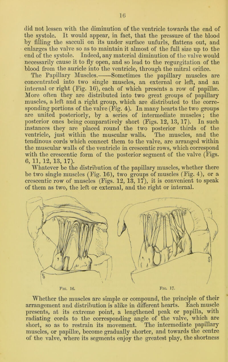 did not lessen with the diminution of the ventricle towards the end of the systole. It would appear, in fact, that the pressure of the blood by filling the sacculi on its under surface unfurls, flattens out, and enlarges the valve so as to maintain it almost of the full size up to the end of the systole. Indeed, any material diminution of the valve would necessarily cause it to fly open, and so lead to the regurgitation of the blood from the auricle into the ventricle, through the mitral orifice. The Papillary Muscles. Sometimes the papillary muscles are concentrated into two single muscles, an external or left, and an internal or right (Pig. 16), each of which presents a row of papillae. More often they are distributed into two great groups of papillary muscles, a left and a right group, which are distributed to the corre- sponding portions of the valve (Pig. 4). In many hearts the two groups are united posteriorly, by a series of intermediate muscles; the posterior ones being comparatively short (Pigs. 12, 13,17). In such instances they are placed round the two posterior thirds of the ventricle, just within the muscular walls. The muscles, and the tendinous cords which connect them to the valve, are arranged within the muscular walls of the ventricle in crescentic rows, which correspond with the crescentic form of the posterior segment of the valve (Pigs. 6, 11, 12, 13, 17). Whatever be the distribution of the papillary muscles, whether there he two single muscles (Pig. 16), two groups of muscles (Pig. 4), or a crescentic row of muscles (Pigs. 12, 13, 17), it is convenient to speak of them as two, the left or external, and the right or internal. Whether the muscles are simple or compound, the principle of their arrangement and distribution is alike in different hearts. Each muscle presents, at its extreme point, a lengthened peak or papilla, with radiating cords to the corresponding angle of the valve, which are short, so as to restrain its movement. The intermediate papillary muscles, or papillae, become gradually shorter, and towards the centre of the valve, where its segments enjoy the greatest play, the shortness