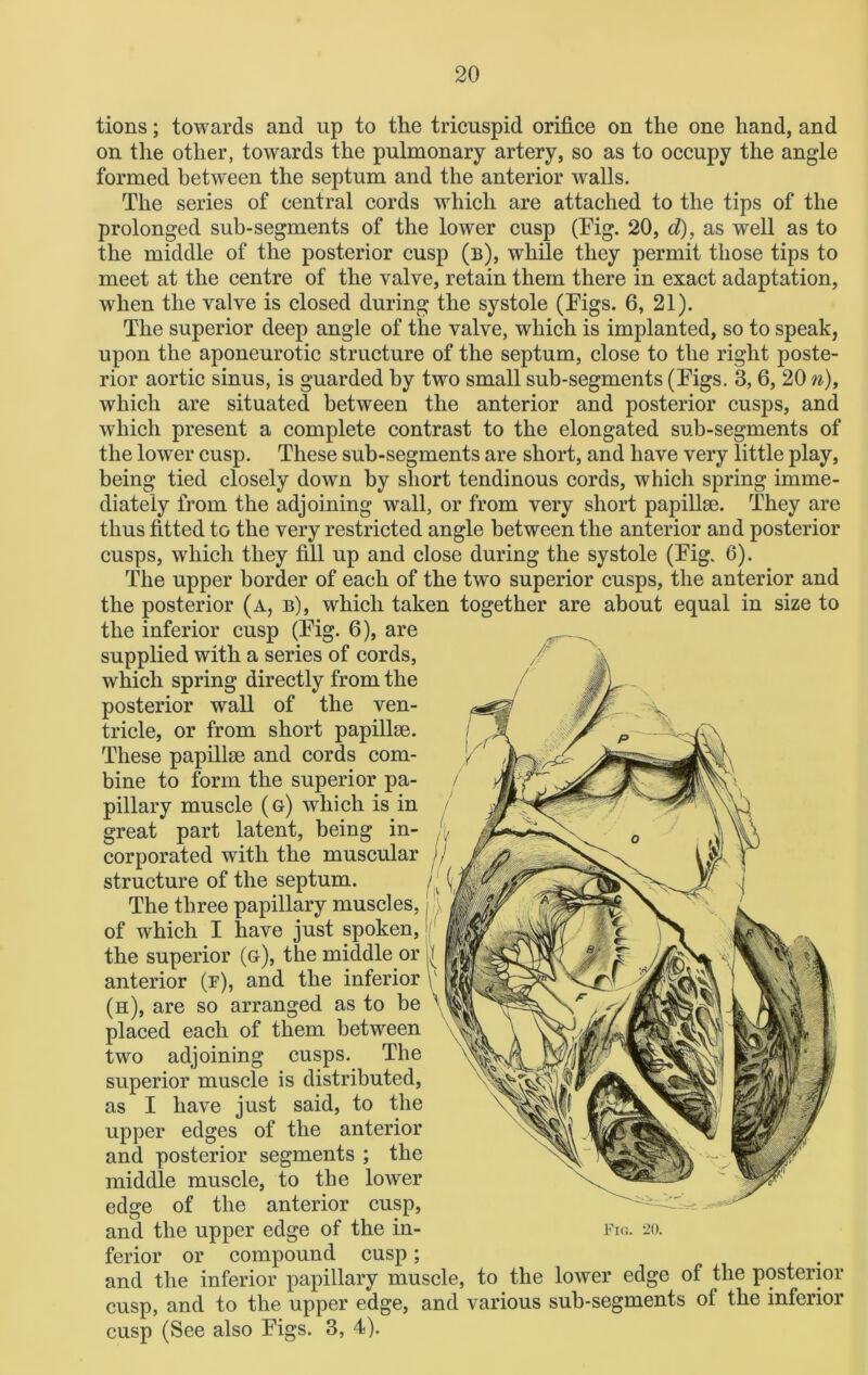 tions; towards and up to the tricuspid orifice on the one hand, and on the other, towards the pulmonary artery, so as to occupy the angle formed between the septum and the anterior walls. The series of central cords which are attached to the tips of the prolonged sub-segments of the lower cusp (Eig. 20, d), as well as to the middle of the posterior cusp (b), while they permit those tips to meet at the centre of the valve, retain them there in exact adaptation, when the valve is closed during the systole (Eigs. 6, 21). The superior deep angle of the valve, which is implanted, so to speak, upon the aponeurotic structure of the septum, close to the right poste- rior aortic sinus, is guarded by two small sub-segments (Eigs. 3, 6, 20 n), which are situated between the anterior and posterior cusps, and which present a complete contrast to the elongated sub-segments of the lower cusp. These sub-segments are short, and have very little play, being tied closely down by short tendinous cords, which spring imme- diately from the adjoining wall, or from very short papillae. They are thus fitted to the very restricted angle between the anterior and posterior cusps, which they fill up and close during the systole (Eig. 6). The upper border of each of the two superior cusps, the anterior and the posterior (a, b), which taken together are about equal in size to the inferior cusp (Eig. 6), are supplied with a series of cords, which spring directly from the posterior wall of the ven- tricle, or from short papillae. These papillae and cords com- bine to form the superior pa- pillary muscle (g) which is in great part latent, being in- corporated with the muscular structure of the septum. The three papillary muscles, of which I have just spoken, the superior (g), the middle or anterior (f), and the inferior (h), are so arranged as to be placed each of them between two adjoining cusps. The superior muscle is distributed, as I have just said, to the upper edges of the anterior and posterior segments ; the middle muscle, to the lower edge of the anterior cusp, and the upper edge of the in- fig. 20. ferior or compound cusp; . and the inferior papillary muscle, to the lower edge of the posterior cusp, and to the upper edge, and various sub-segments of the inferior cusp (See also Eigs. 3, 4).