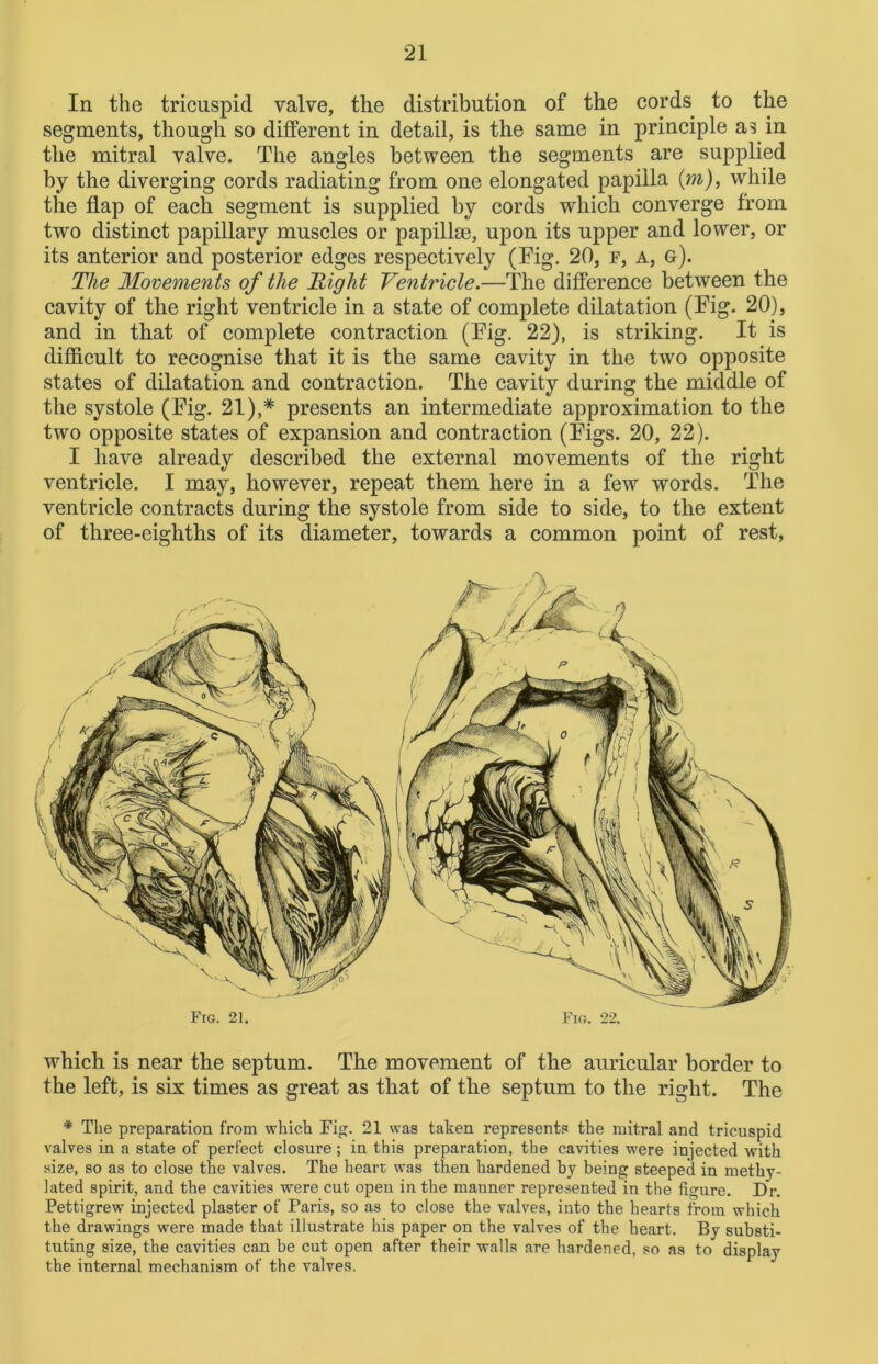 In the tricuspid valve, the distribution of the cords to the segments, though so different in detail, is the same in principle as. in the mitral valve. The angles between the segments are supplied by the diverging cords radiating from one elongated papilla (m), while the flap of each segment is supplied by cords which converge from two distinct papillary muscles or papillae, upon its upper and lower, or its anterior and posterior edges respectively (Fig. 20, f, a, g). The Movements of the Right Ventricle.—The difference between the cavity of the right ventricle in a state of complete dilatation (Fig. 20), and in that of complete contraction (Fig. 22), is striking. It is difficult to recognise that it is the same cavity in the two opposite states of dilatation and contraction. The cavity during the middle of the systole (Fig. 21),* presents an intermediate approximation to the two opposite states of expansion and contraction (Figs. 20, 22). I have already described the external movements of the right ventricle. I may, however, repeat them here in a few words. The ventricle contracts during the systole from side to side, to the extent of three-eighths of its diameter, towards a common point of rest, Fig. 21. Fig. 22. which is near the septum. The movement of the auricular border to the left, is six times as great as that of the septum to the right. The * The preparation from which Fig. 21 was taken represents the mitral and tricuspid valves in a state of perfect closure; in this preparation, the cavities were injected with size, so as to close the valves. The heart was then hardened by being steeped in methy- lated spirit, and the cavities were cut open in the mauner represented in the figure. Dr. Pettigrew injected plaster of Paris, so as to close the valves, into the hearts from which the drawings were made that illustrate his paper on the valves of the heart. By substi- tuting size, the cavities can be cut open after their walls are hardened, so as to display the internal mechanism of the valves.