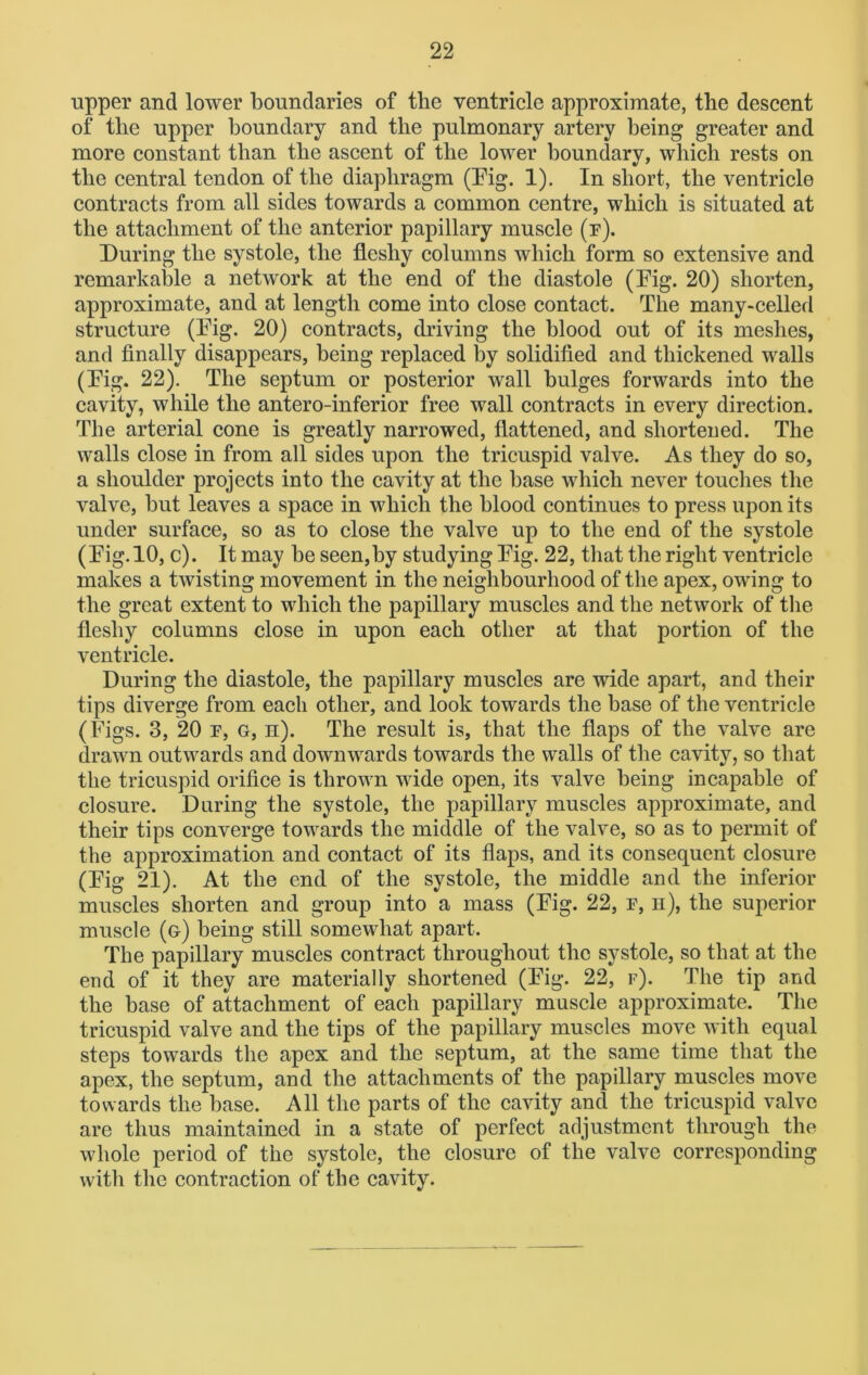 upper and lower boundaries of the ventricle approximate, the descent of the upper boundary and the pulmonary artery being greater and more constant than the ascent of the lower boundary, which rests on the central tendon of the diaphragm (Pig. 1). In short, the ventricle contracts from all sides towards a common centre, which is situated at the attachment of the anterior papillary muscle (f). During the systole, the fleshy columns which form so extensive and remarkable a network at the end of the diastole (Fig. 20) shorten, approximate, and at length come into close contact. The many-celled structure (Fig. 20) contracts, driving the blood out of its meshes, and finally disappears, being replaced by solidified and thickened walls (Fig. 22). The septum or posterior wall bulges forwards into the cavity, while the antero-inferior free wall contracts in every direction. The arterial cone is greatly narrowed, flattened, and shortened. The walls close in from all sides upon the tricuspid valve. As they do so, a shoulder projects into the cavity at the base which never touches the valve, but leaves a space in which the blood continues to press upon its under surface, so as to close the valve up to the end of the systole (Fig. 10, c). It may be seen,by studying Fig. 22, that the right ventricle makes a twisting movement in the neighbourhood of the apex, owing to the great extent to which the papillary muscles and the network of the fleshy columns close in upon each other at that portion of the ventricle. During the diastole, the papillary muscles are wide apart, and their tips diverge from each other, and look towards the base of the ventricle (Figs. 3, 20 f, G, n). The result is, that the flaps of the valve are drawn outwards and downwards towards the walls of the cavity, so that the tricuspid orifice is thrown wide open, its valve being incapable of closure. During the systole, the papillary muscles approximate, and their tips converge towards the middle of the valve, so as to permit of the approximation and contact of its flaps, and its consequent closure (Fig 21). At the end of the systole, the middle and the inferior muscles shorten and group into a mass (Fig. 22, f, h), the superior muscle (g) being still somewhat apart. The papillary muscles contract throughout the systole, so that at the end of it they are materially shortened (Fig. 22, f). The tip and the base of attachment of each papillary muscle approximate. The tricuspid valve and the tips of the papillary muscles move with equal steps towards the apex and the septum, at the same time that the apex, the septum, and the attachments of the papillary muscles move towards the base. All the parts of the cavity and the tricuspid valve are thus maintained in a state of perfect adjustment through the whole period of the systole, the closure of the valve corresponding with the contraction of the cavity.