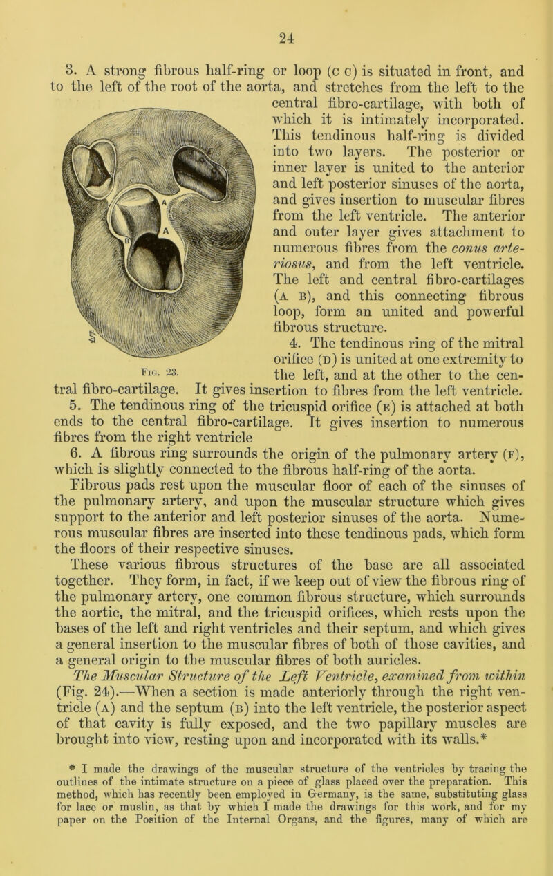 3. A strong fibrous half-ring or loop (c c) is situated in front, and to the left of the root of the aorta, and stretches from the left to the central fibro-cartilage, with both of which it is intimately incorporated. This tendinous half-ring is divided into two layers. The posterior or inner layer is united to the anterior and left posterior sinuses of the aorta, and gives insertion to muscular fibres from the left ventricle. The anterior and outer layer gives attachment to numerous fibres from the conus arte- riosus, and from the left ventricle. The left and central fibro-cartilages (a e), and this connecting fibrous loop, form an united and powerful fibrous structure. 4. The tendinous ring of the mitral orifice (d) is united at one extremity to the left, and at the other to the cen- tral fibro-cartilage. It gives insertion to fibres from the left ventricle. 5. The tendinous ring of the tricuspid orifice (e) is attached at both ends to the central fibro-cartilage. It gives insertion to numerous 6. A fibrous ring surrounds the origin of the pulmonary artery (f), which is slightly connected to the fibrous half-ring of the aorta. Fibrous pads rest upon the muscular floor of each of the sinuses of the pulmonary artery, and upon the muscular structure which gives support to the anterior and left posterior sinuses of the aorta. Nume- rous muscular fibres are inserted into these tendinous pads, which form the floors of their respective sinuses. These various fibrous structures of the base are all associated together. They form, in fact, if we keep out of view the fibrous ring of the pulmonary artery, one common fibrous structure, which surrounds the aortic, the mitral, and the tricuspid orifices, which rests upon the bases of the left and right ventricles and their septum, and which gives a general insertion to the muscular fibres of both of those cavities, and a general origin to the muscular fibres of both auricles. The Muscular Structure of the Left Ventricle, examined from within (Fig. 24).—When a section is made anteriorly through the right ven- tricle (a) and the septum (b) into the left ventricle, the posterior aspect of that cavity is fully exposed, and the two papillary muscles are brought into view, resting upon and incorporated with its walls.* * I made the drawings of the muscular structure of the ventricles by tracing the outlines of the intimate structure on a piece of glass placed over the preparation. This method, which has recently been employed in Germany, is the same, substituting glass for lace or muslin, as that by which 1 made the drawings for this work, and for my paper on the Position of the Internal Organs, and the figures, many of which are Fig. 23.