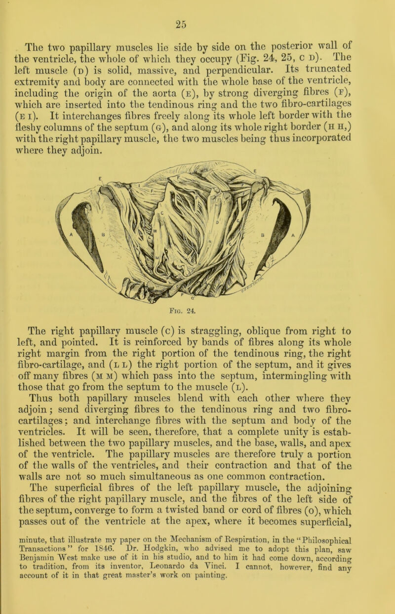 The two papillary muscles lie side by side on the posterior wall^ of the ventricle, the whole of which they occupy (Tig- 24, 25, c d). The left muscle (d) is solid, massive, and perpendicular. Its truncated extremity and body are connected with the whole base of the ventricle, including the origin of the aorta (e), by strong diverging fibres (fj, which are inserted into the tendinous ring and the two fibro-cartilages (e i). It interchanges fibres freely along its whole left border with the fleshy columns of the septum (g), and along its wdiole right border (h h,) with the right papillary muscle, the two muscles being thus incorporated where they adjoin. Fig. 24. The right papillary muscle (c) is straggling, oblique from right to left, and pointed. It is reinforced by bands of fibres along its whole right margin from the right portion of the tendinous ring, the right fibro-cartilage, and (l l) the right portion of the septum, and it gives off many fibres (m m) which pass into the septum, intermingling with those that go from the septum to the muscle (l). Thus both papillary muscles blend with each other where they adjoin; send diverging fibres to the tendinous ring and two fibro- cartilages : and interchange fibres with the septum and body of the ventricles. It will be seen, therefore, that a complete unity is estab- lished between the two papillary muscles, and the base, walls, and apex of the ventricle. The papillary muscles are therefore truly a portion of the walls of the ventricles, and their contraction and that of the walls are not so much simultaneous as one common contraction. The superficial fibres of the left papillary muscle, the adjoining fibres of the right papillary muscle, and the fibres of the left side of the septum, converge to form a twisted band or cord of fibres (o), which passes out of the ventricle at the apex, where it becomes superficial, minute, that illustrate my paper on the Mechanism of Respiration, in the “ Philosophical Transactions ” for 1846. Dr. Hodgkin, who advised me to adopt this plan, saw Benjamin West make use of it in his studio, and to him it had come down, according to tradition, from its inventor, Leonardo da Yinci. I cannot, however, find any account of it in that great master’s work on painting.