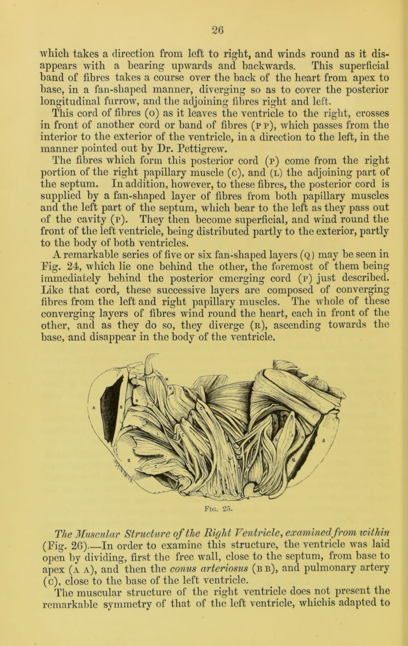 which takes a direction from left to right, and winds round as it dis- appears with a hearing upwards and backwards. This superficial hand of fibres takes a course over the back of the heart from apex to base, in a fan-shaped manner, diverging so as to cover the posterior longitudinal furrow, and the adjoining fibres right and left. This cord of fibres (o) as it leaves the ventricle to the right, crosses in front of another cord or hand of fibres (p p), which passes from the interior to the exterior of the ventricle, in a direction to the left, in the manner pointed out by Dr. Pettigrew. The fibres which form this posterior cord (p) come from the right portion of the right papillary muscle (c), and (l) the adjoining part of the septum. In addition, however, to these fibres, the posterior cord is supplied by a fan-shaped layer of fibres from both papillary muscles and the left part of the septum, which bear to the left as they pass out of the cavity (p). They then become superficial, and wind round the front of the left ventricle, being distributed partly to the exterior, partly to the body of both ventricles. A remarkable series of five or six fan-shaped layers (q) may be seen in Pig. 24, which lie one behind the other, the foremost of them being immediately behind the posterior emerging cord (p) just described. Like that cord, these successive layers are composed of converging fibres from the left and right papillary muscles. The whole of these converging layers of fibres wind round the heart, each in front of the other, and as they do so, they diverge (it), ascending towards the base, and disappear in the body of the ventricle. Fig. 25. The Muscular Structure of the Right Ventricle, examined from within (Pig. 20) In order to examine this structure, the ventricle was laid open by dividing, first the free wall, close to the septum, from base to apex (a a), and then the conus arteriosus (b b), and pulmonary artery (c), close to the base of the left ventricle. The muscular structure of the right ventricle does not present the remarkable symmetry of that of the left ventricle, whichis adapted to