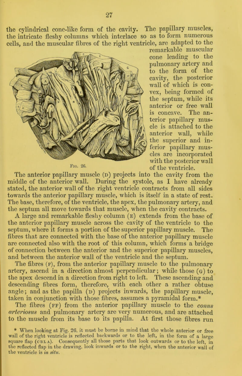 tlie cylindrical cone-like form of the cavity. The papillary muscles, the intricate fleshy columns which interlace so as to form numerous cells, and the muscular fibres of the right ventricle, are adapted to the remarkable muscular cone leading to the pulmonary artery and to the form of the cavity, the posterior wall of which is con- vex, being formed of the septum, while its anterior or free wall is concave. The an- terior papillary mus- cle is attached to the anterior wall, while the superior and in- ferior papillary mus- cles are incorporated with the posterior wall of the ventricle. The anterior papillary muscle (d) projects into the cavity from the middle of the anterior wall. During the systole, as I have already stated, the anterior wall of the right ventricle contracts from all sides towards the anterior papillary muscle, which is itself in a state of rest. The base, therefore, of the ventricle, the apex, the pulmonary artery, and the septum all move towards that muscle, when the cavity contracts. A large and remarkable fleshy column (e) extends from the base of the anterior papillary muscle across the cavity of the ventricle to the septum, where it forms a portion of the superior papillary muscle. The fibres that are connected with the base of the anterior papillary muscle are connected also with the root of this column, which forms a bridge of connection between the anterior and the superior papillary muscles, and between the anterior wall of the ventricle and the septum. The fibres (f), from the anterior papillary muscle to the pulmonary artery, ascend in a direction almost perpendicular; while those (g) to the apex descend in a direction from right to left. These ascending and descending fibres form, therefore, with each other a rather obtuse angle; and as the papilla (n) projects inwards, the papillary muscle, taken in conjunction with those fibres, assumes a pyramidal form.* The fibres (ff) from the anterior papillary muscle to the conus arteriosus and pulmonary artery are very numerous, and are attached to the muscle from its base to its papilla. At first those fibres run * When looking at Fig. 26, it must be borne in mind that the whole anterior or free wall of the right ventricle is reflected backwards or to the left, in the form of a large square flap (cbla). Consequently all those parts that look outwards or to the left, in the reflected flap in the drawing, look inwards or to the right, when the anterior wall of the ventricle is in situ.