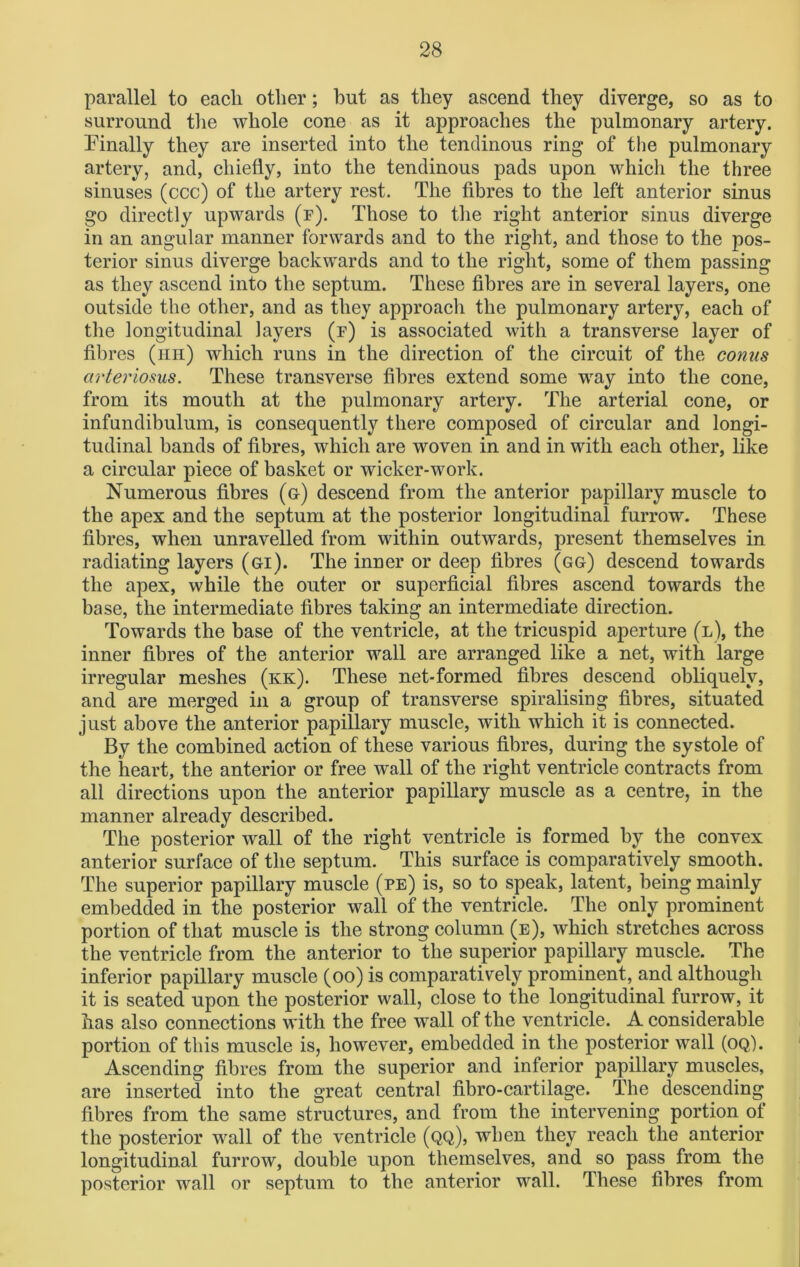 parallel to each other; hut as they ascend they diverge, so as to surround the whole cone as it approaches the pulmonary artery. Finally they are inserted into the tendinous ring of the pulmonary artery, and, chiefly, into the tendinous pads upon which the three sinuses (ccc) of the artery rest. The fibres to the left anterior sinus go directly upwards (f). Those to the right anterior sinus diverge in an angular manner forwards and to the right, and those to the pos- terior sinus diverge backwards and to the right, some of them passing as they ascend into the septum. These fibres are in several layers, one outside the other, and as they approach the pulmonary artery, each of the longitudinal layers (p) is associated with a transverse layer of fibres (hh) which runs in the direction of the circuit of the conus arteriosus. These transverse fibres extend some way into the cone, from its mouth at the pulmonary artery. The arterial cone, or infundibulum, is consequently there composed of circular and longi- tudinal bands of fibres, which are woven in and in with each other, like a circular piece of basket or wicker-work. Numerous fibres (g) descend from the anterior papillary muscle to the apex and the septum at the posterior longitudinal furrow. These fibres, when unravelled from within outwards, present themselves in radiating layers (gi). The inner or deep fibres (gg) descend towards the apex, while the outer or superficial fibres ascend towards the base, the intermediate fibres taking an intermediate direction. Towards the base of the ventricle, at the tricuspid aperture (l), the inner fibres of the anterior wall are arranged like a net, with large irregular meshes (kk). These net-formed fibres descend obliquely, and are merged in a group of transverse spiralising fibres, situated just above the anterior papillary muscle, with which it is connected. By the combined action of these various fibres, during the systole of the heart, the anterior or free wall of the right ventricle contracts from all directions upon the anterior papillary muscle as a centre, in the manner already described. The posterior wall of the right ventricle is formed by the convex anterior surface of the septum. This surface is comparatively smooth. The superior papillary muscle (pe) is, so to speak, latent, being mainly embedded in the posterior wall of the ventricle. The only prominent portion of that muscle is the strong column (e), which stretches across the ventricle from the anterior to the superior papillary muscle. The inferior papillary muscle (oo) is comparatively prominent, and although it is seated upon the posterior wall, close to the longitudinal furrow, it has also connections with the free wall of the ventricle. A considerable portion of this muscle is, however, embedded in the posterior wall (oq). Ascending fibres from the superior and inferior papillary muscles, are inserted into the great central fibro-cartilage. The descending fibres from the same structures, and from the intervening portion of the posterior wall of the ventricle (qq), when they reach the anterior longitudinal furrow, double upon themselves, and so pass from the posterior wall or septum to the anterior wall. These fibres from