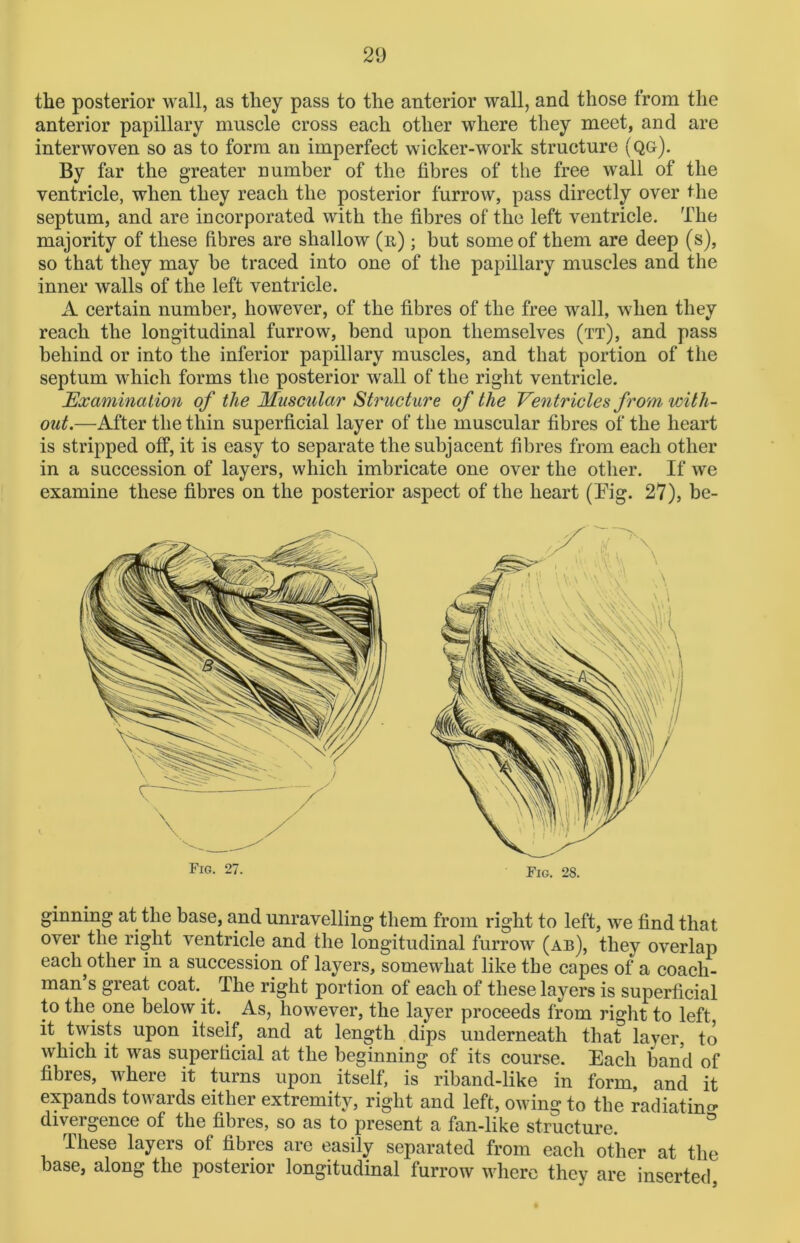 the posterior wall, as they pass to the anterior wall, and those from the anterior papillary muscle cross each other where they meet, and are interwoven so as to form an imperfect wicker-work structure (qg). By far the greater number of the fibres of the free wall of the ventricle, when they reach the posterior furrow, pass directly over the septum, and are incorporated with the fibres of the left ventricle. The majority of these fibres are shallow (n); but some of them are deep (s), so that they may be traced into one of the papillary muscles and the inner walls of the left ventricle. A certain number, however, of the fibres of the free wall, when they reach the longitudinal furrow, bend upon themselves (tt), and pass behind or into the inferior papillary muscles, and that portion of the septum which forms the posterior wall of the right ventricle. Examination of the Muscular Structure of the Ventricles from with- out.—After the thin superficial layer of the muscular fibres of the heart is stripped off, it is easy to separate the subjacent fibres from each other in a succession of layers, which imbricate one over the other. If we examine these fibres on the posterior aspect of the heart (Fig. 27), be- Fig. 27. Fio. 28. ginning at the base, and unravelling them from right to left, we find that over the right ventricle and the longitudinal furrow (ab), they overlap eacli^other in a succession of layers, somewhat like the capes of a coach- man’s great coat. The right portion of each of these layers is superficial to the one below it. As, however, the layer proceeds from right to left it twists upon itself, and at length dips underneath that layer, to which it was superficial at the beginning of its course. Each band of fibres, where it turns upon itself, is riband-like in form, and it . f ^ 5 an d left, owing to the radiatino* divergence of the fibres, so as to present a fan-like structure. These layers of fibres are easily separated from each other at the base, along the posterior longitudinal furrow where they are inserted