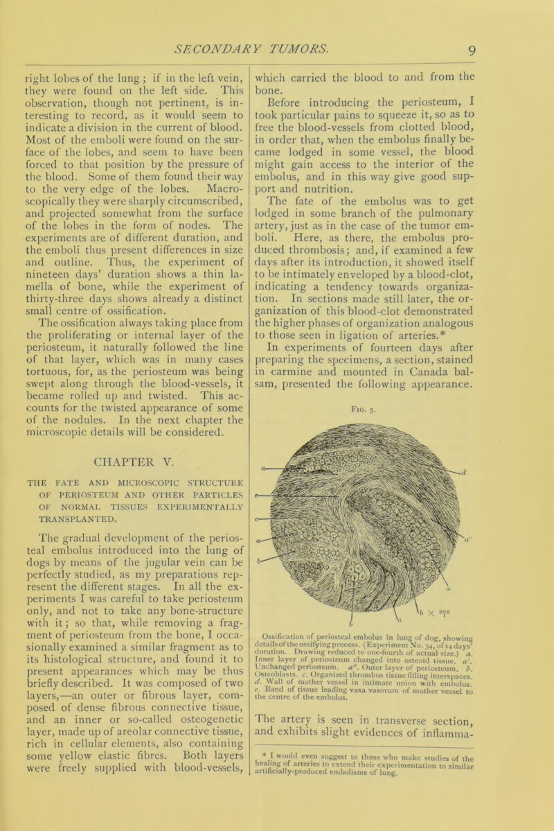 right lobes of the lung ; if in the left vein, they were found on the left side. This observation, though not pertinent, is in- teresting to record, as it would seem to indicate a division in the current of blood. Most of the emboli were found on the sur- face of the lobes, and seem to have been forced to that position by the pressure of the blood. Some of them found their way to the very edge of the lobes. Macro- scopically they were sharply circumscribed, and projected somewhat from the surface of the lobes in the form of nodes. The experiments are of different duration, and the emboli thus present differences in size and outline. Thus, the experiment of nineteen days’ duration shows a thin la- mella of bone, while the experiment of thirty-three days shows already a distinct small centre of ossification. The ossification always taking place from the proliferating or internal layer of the periosteum, it naturally followed the line of that layer, which was in many cases tortuous, for, as the periosteum was being swept along through the blood-vessels, it became rolled up and twisted. This ac- counts for the twisted appearance of some of the nodules. In the next chapter the microscopic details will be considered. CHAPTER V. THE FATE AND MICROSCOPIC STRUCTURE OF PERIOSTEUM AND OTHER PARTICLES OF NORMAL TISSUES EXPERIMENTALLY TRANSPLANTED. The gradual development of the perios- teal embolus introduced into the lung of dogs by means of the jugular vein can be perfectly studied, as my preparations rep- resent the different stages. In all the ex- periments I was careful to take periosteum only, and not to take any bone-structure with it; so that, while removing a frag- ment of periosteum from the bone, I occa- sionally examined a similar fragment as to its histological structure, and found it to present appearances which may be thus briefly described. It was composed of two layers,—an outer or fibrous layer, com- posed of dense fibrous connective tissue, and an inner or so-called osteogenetic layer, made up of areolar connective tissue, rich in cellular elements, also containing some yellow elastic fibres. Both layers were freely supplied with blood-vessels, which carried the blood to and from the bone. Before introducing the periosteum, I took particular pains to squeeze it, so as to free the blood-vessels from clotted blood, in order that, when the embolus finally be- came lodged in some vessel, the blood might gain access to the interior of the embolus, and in this way give good sup- port and nutrition. The fate of the embolus was to get lodged in some branch of the pulmonary artery, just as in the case of the tumor em- boli. Here, as there, the embolus pro- duced thrombosis; and, if examined a few days after its introduction, it showed itself to be intimately enveloped by a blood-clot, indicating a tendency towards organiza- tion. In sections made still later, the or- ganization of this blood-clot demonstrated the higher phases of organization analogous to those seen in ligation of arteries.* In experiments of fourteen days after preparing the specimens, a section, stained in carmine and mounted in Canada bal- sam, presented the following appearance. Fig. 5. Ossification of periosteal embolus in lung of dog, showing detailsof the ossifying process. (Experiment No. 34, of 14 days’ duration. Drawing reduced to one-fourth of actual size.) a. Inner layer of periosteum changed into osteoid tissue, a'. Unchanged periosteum, a. Outer layer of periosteum. 6. Osteoblasts, c. Organized thrombus tissue filling interspaces. d. Wall of mother vessel in intimate union with embolus. e. Band of tissue leading vasa vasorum of mother vessel to the centre of the embolus. The artery is seen in transverse section, and exhibits slight evidences of inflamma- * I would even suggest to those who make studies of the healing of arteries to extend their experimentation to similar artificially-produced embolisms of lung.